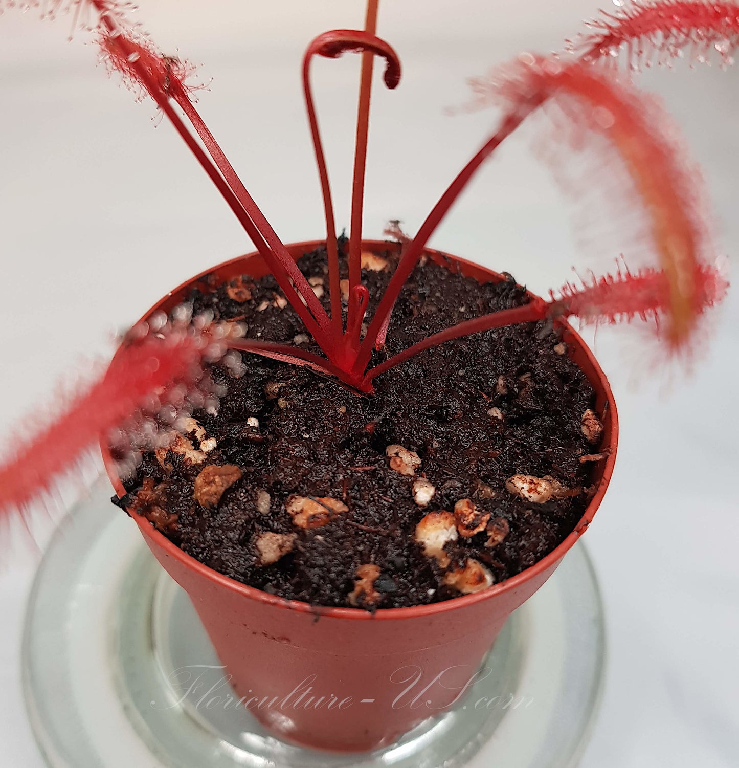 Drosera Capensis "Red", Live Plant, Sundew, Carnivorous Plant