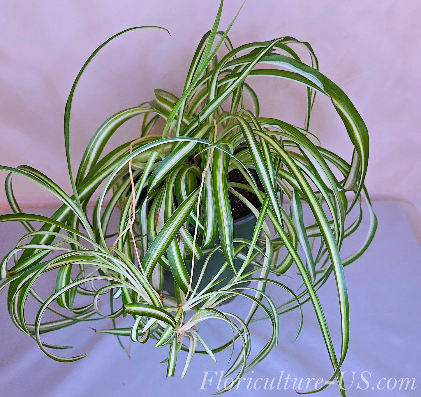 Chlorophytum Comosum "Bonny", Babies, Live Plant, Spider Plant