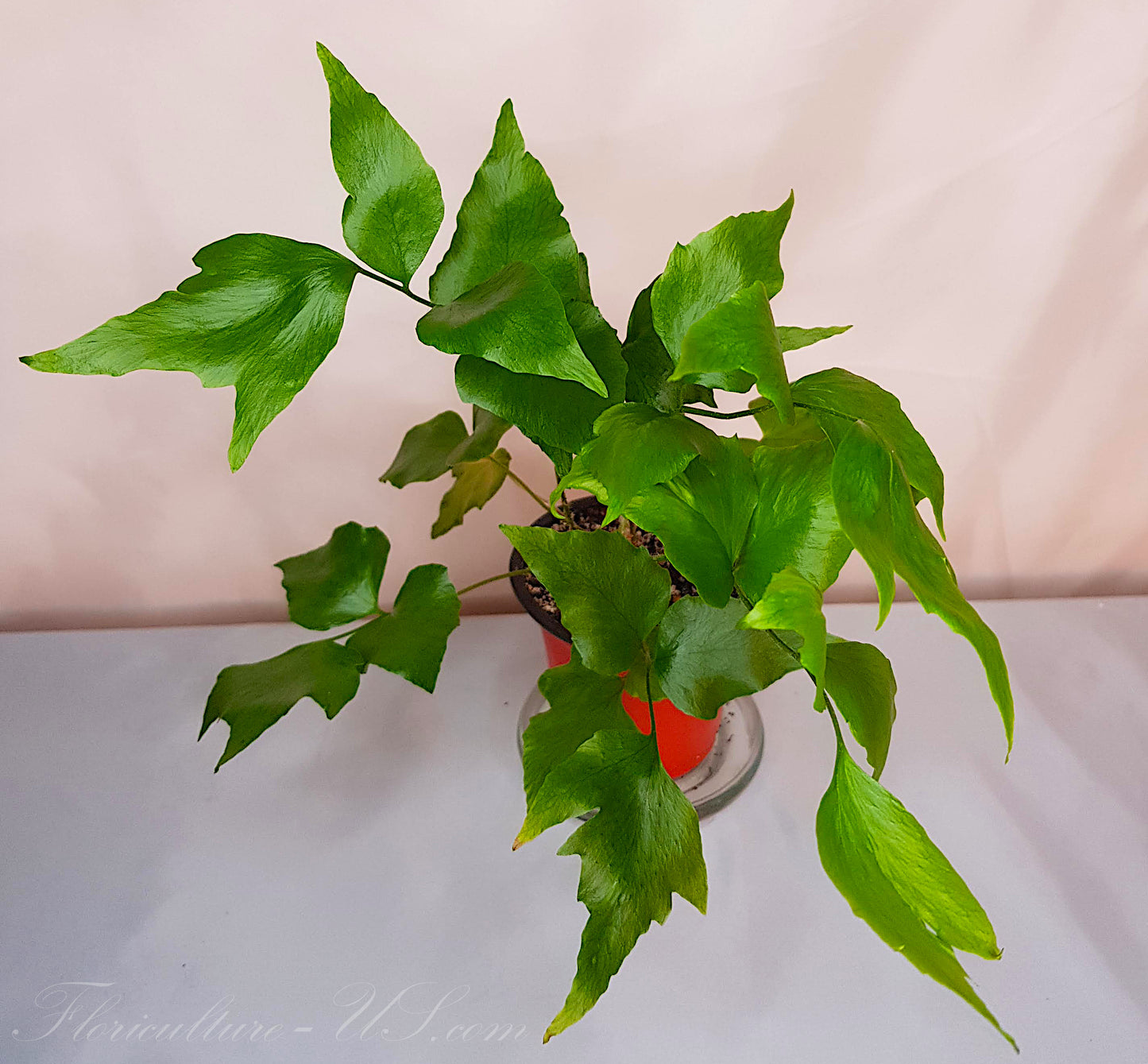 Cyrtomium Falcatum, Fern, Live Plant