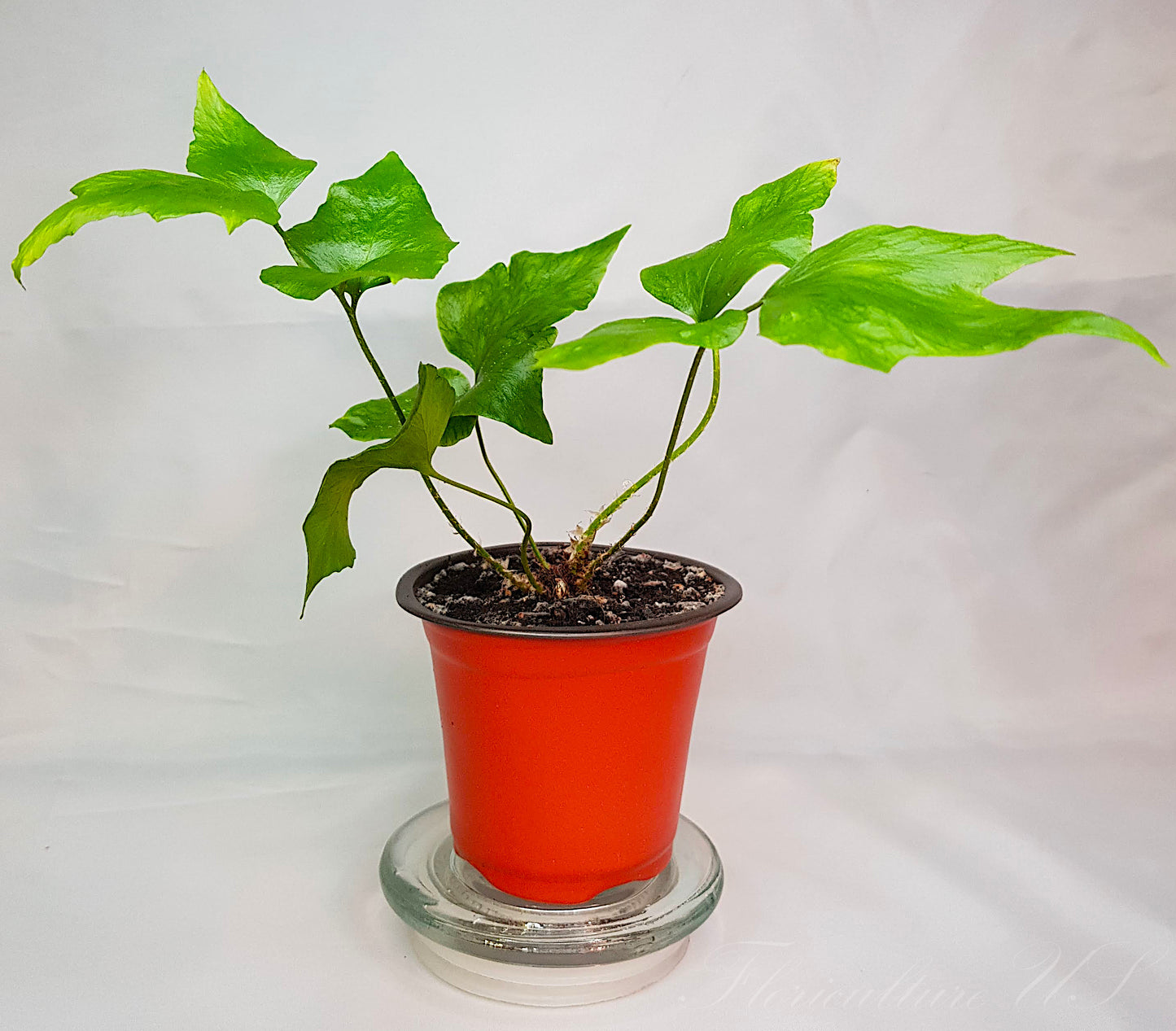 Cyrtomium Falcatum, Fern, Live Plant