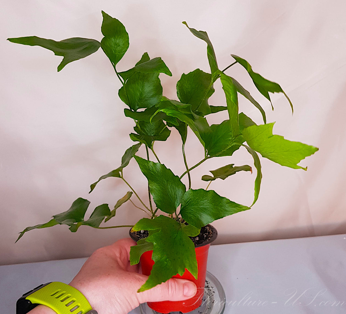 Cyrtomium Falcatum, Fern, Live Plant