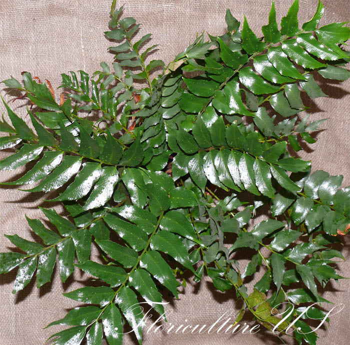 Cyrtomium Falcatum, Fern, Live Plant