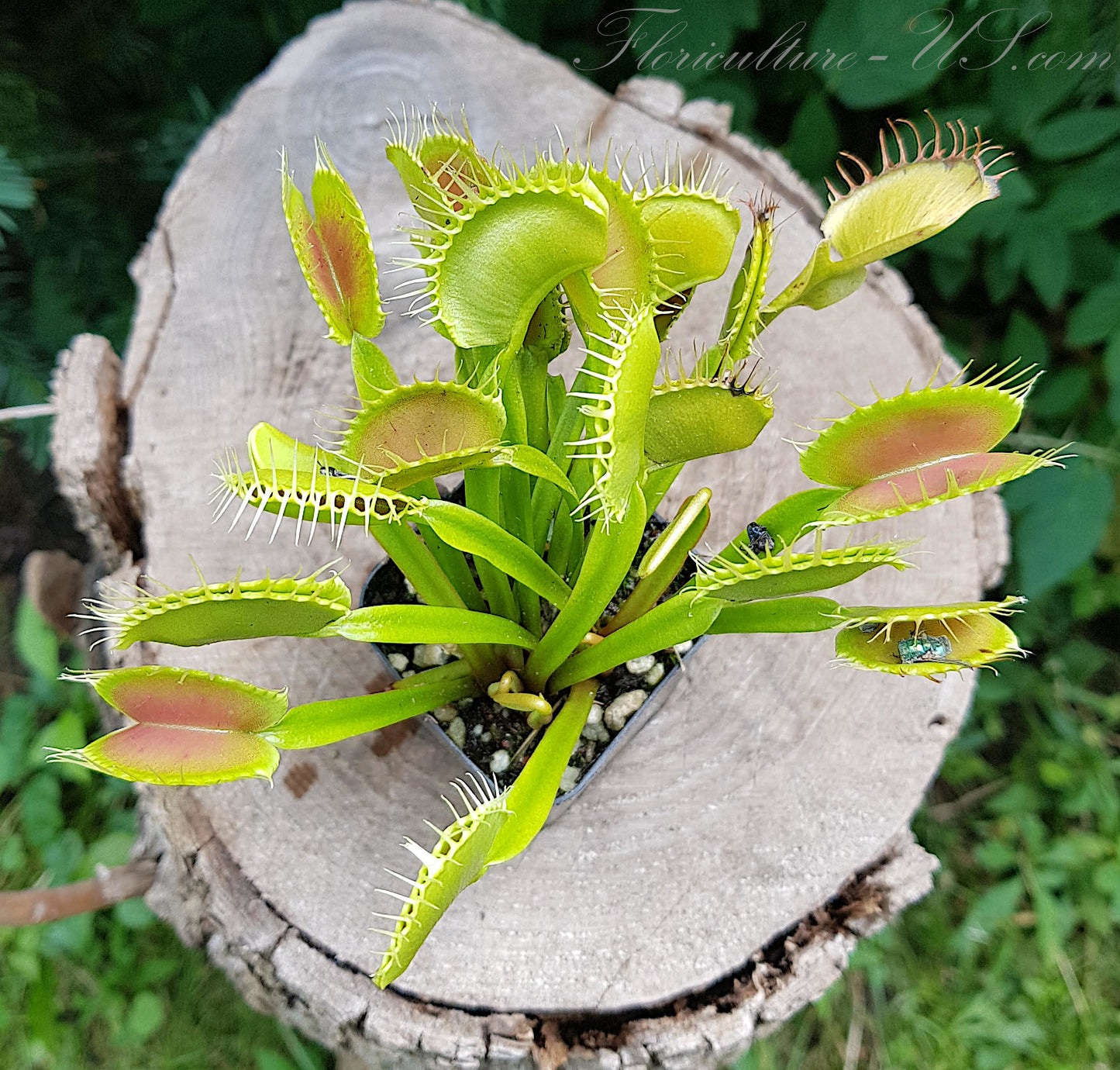 Dionaea Muscipula, Venus Flytrap, 15 Seeds