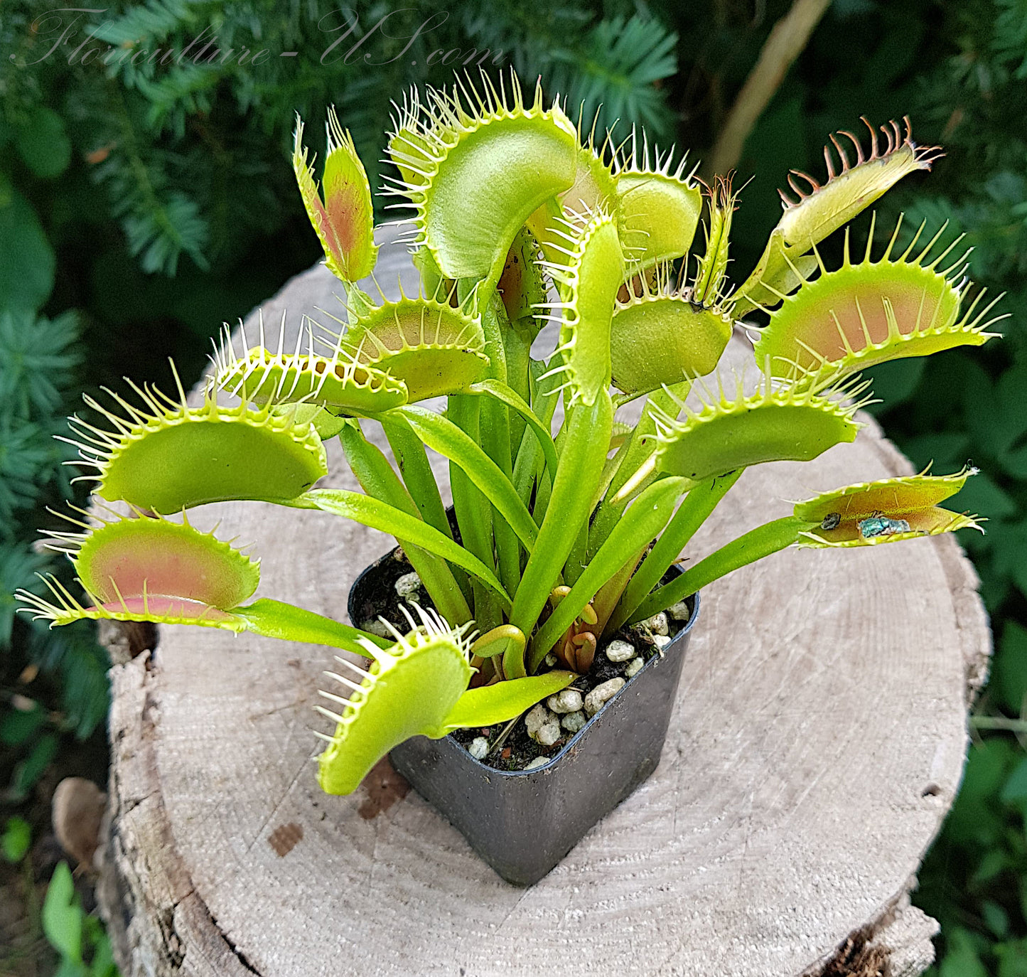 Dionaea Muscipula, Venus Flytrap, 15 Seeds