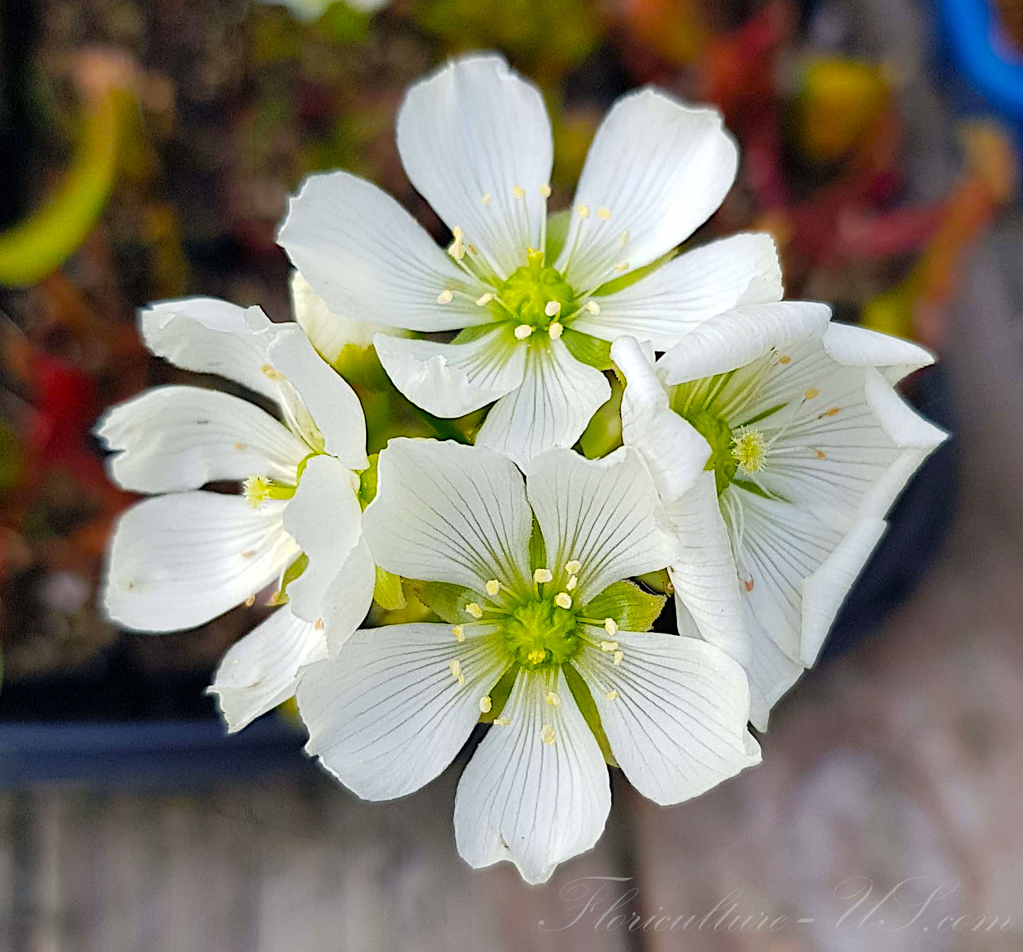 Dionaea Muscipula, Venus Flytrap, 15 Seeds