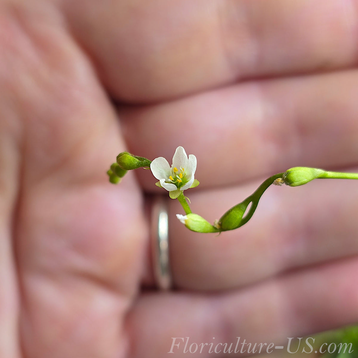 20+ Seeds Drosera Capillaris (North America), Sundew