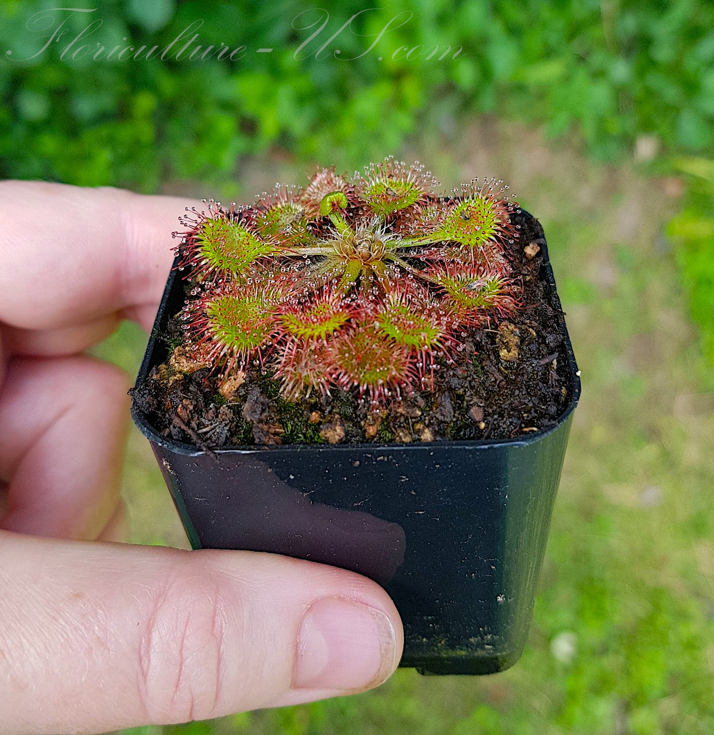 Drosera Rotundifolia, Sundew, Live plant