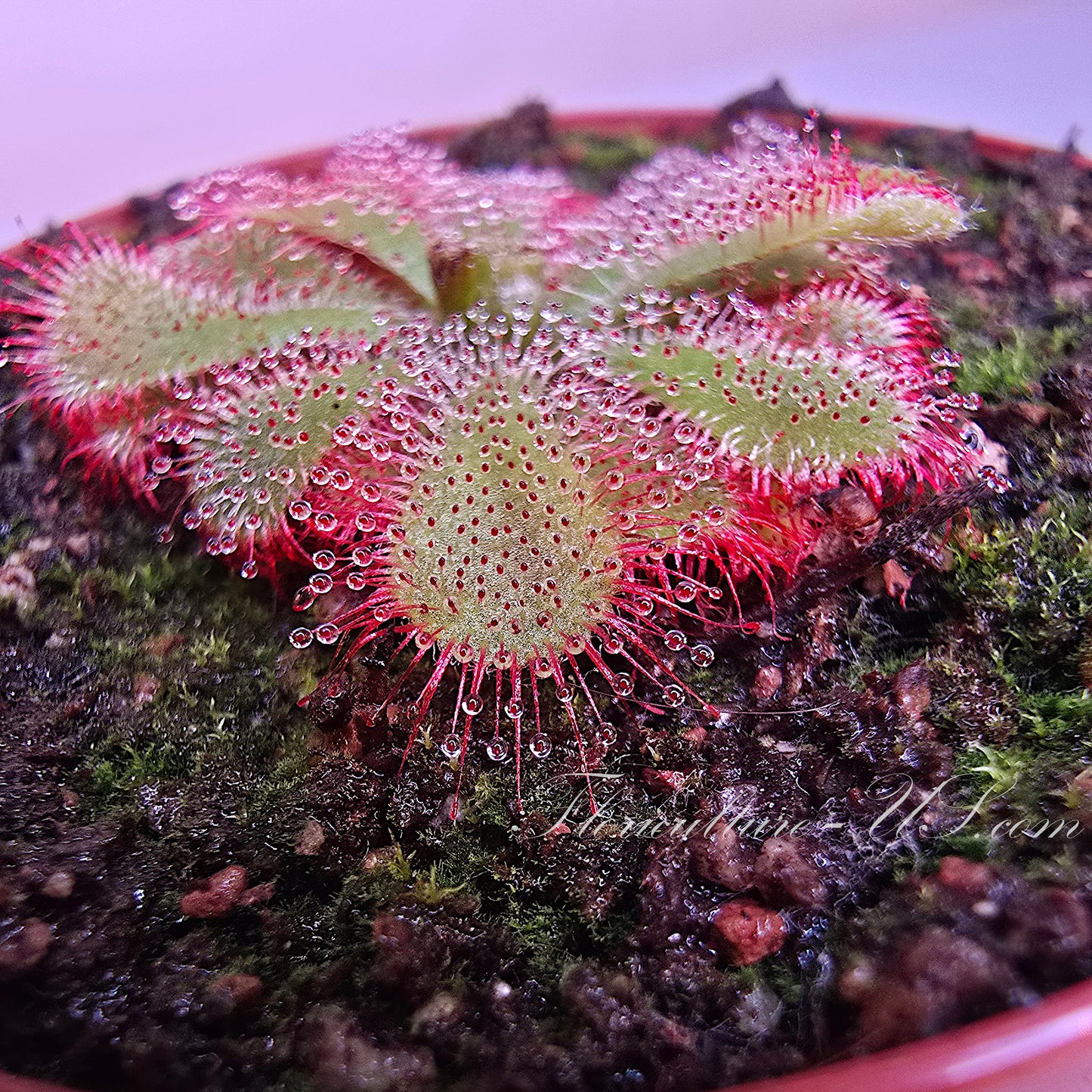 Drosera Aliciae, Sundew, Live Plant