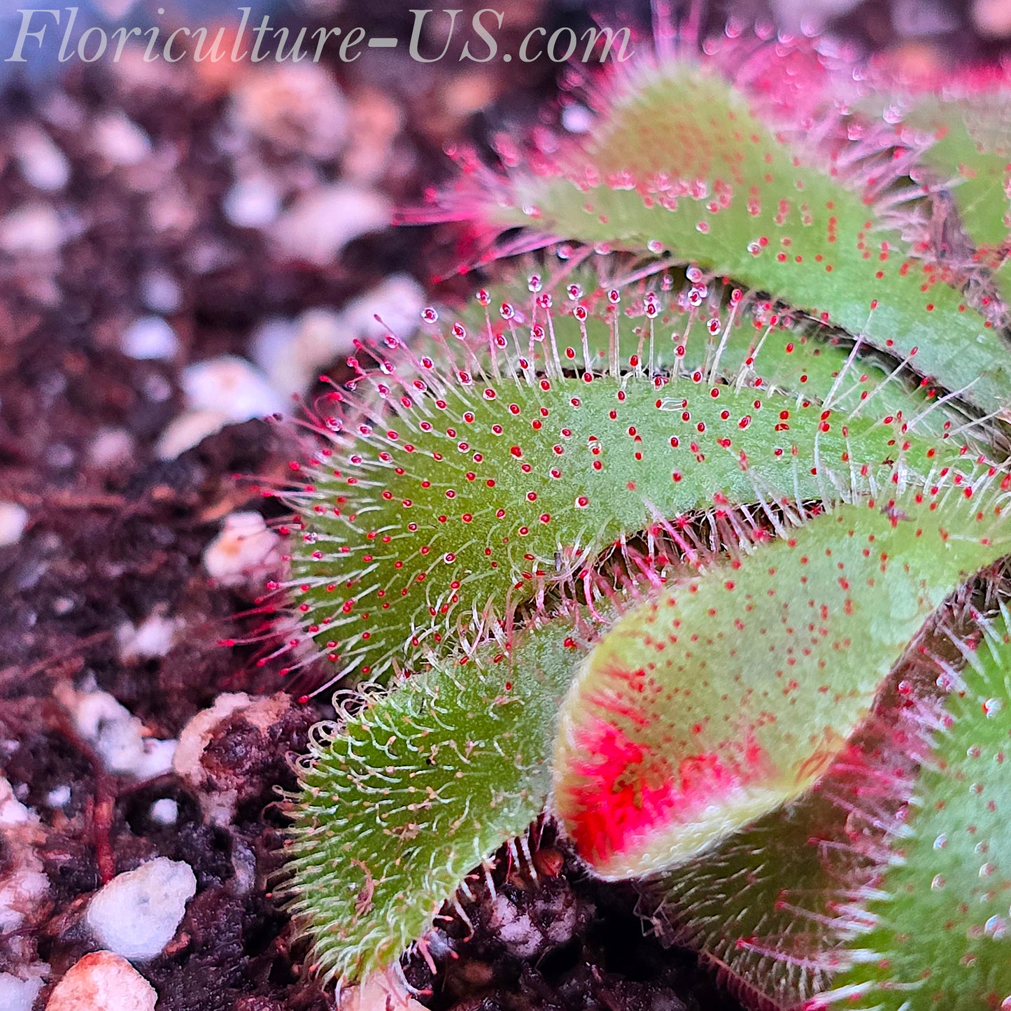 20+ Seeds Drosera Aliciae, Sundew