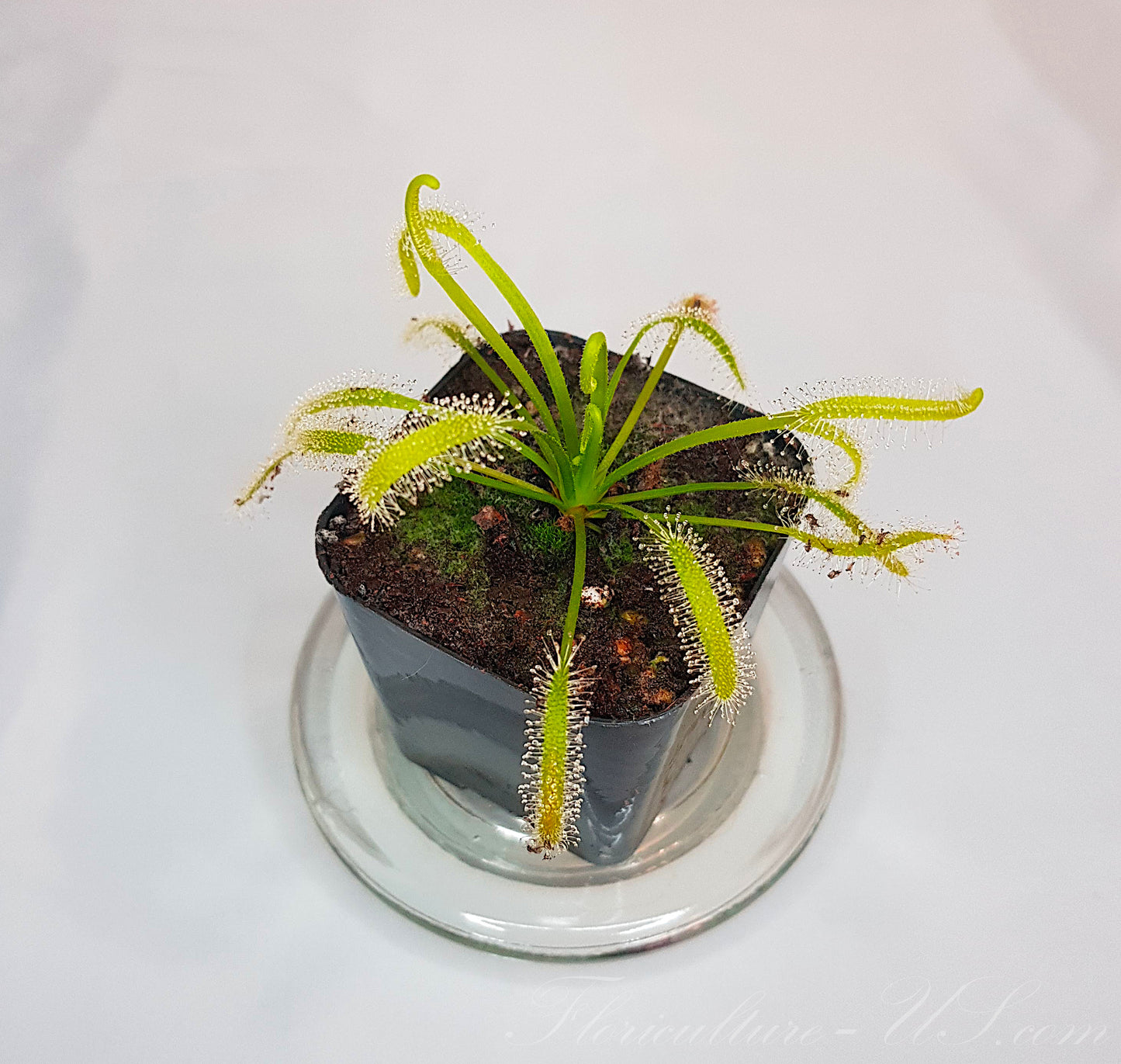 Drosera Capensis "Alba", Sundew, Live Plant