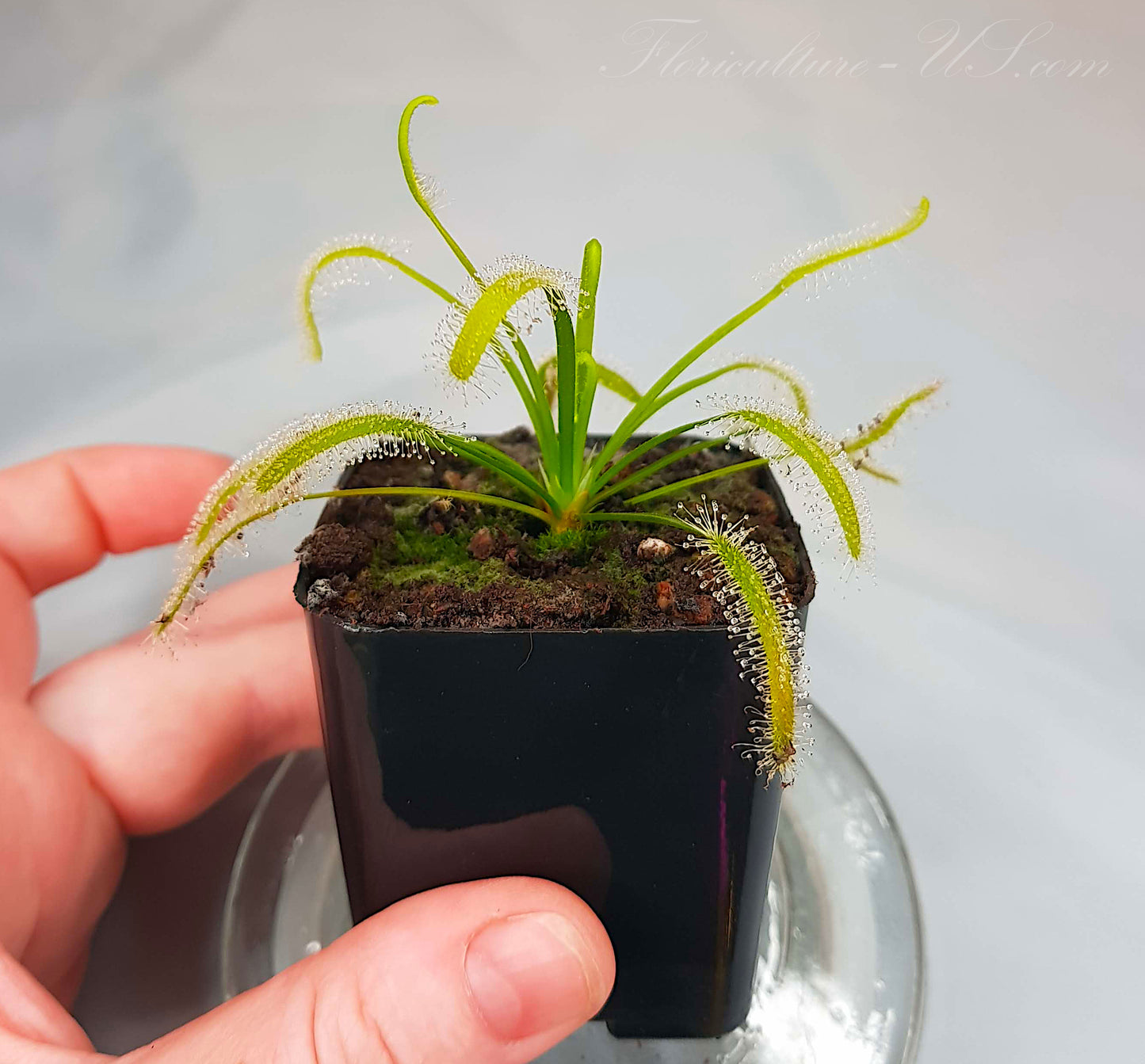 Drosera Capensis "Alba", Sundew, Live Plant