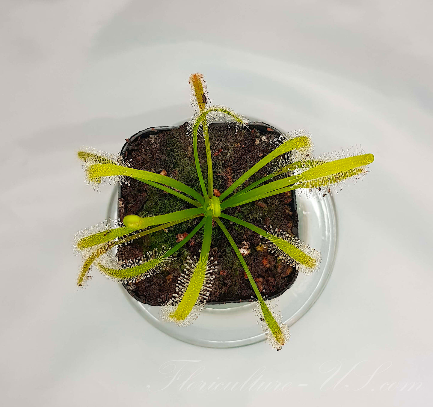 Drosera Capensis "Alba", Sundew, Live Plant