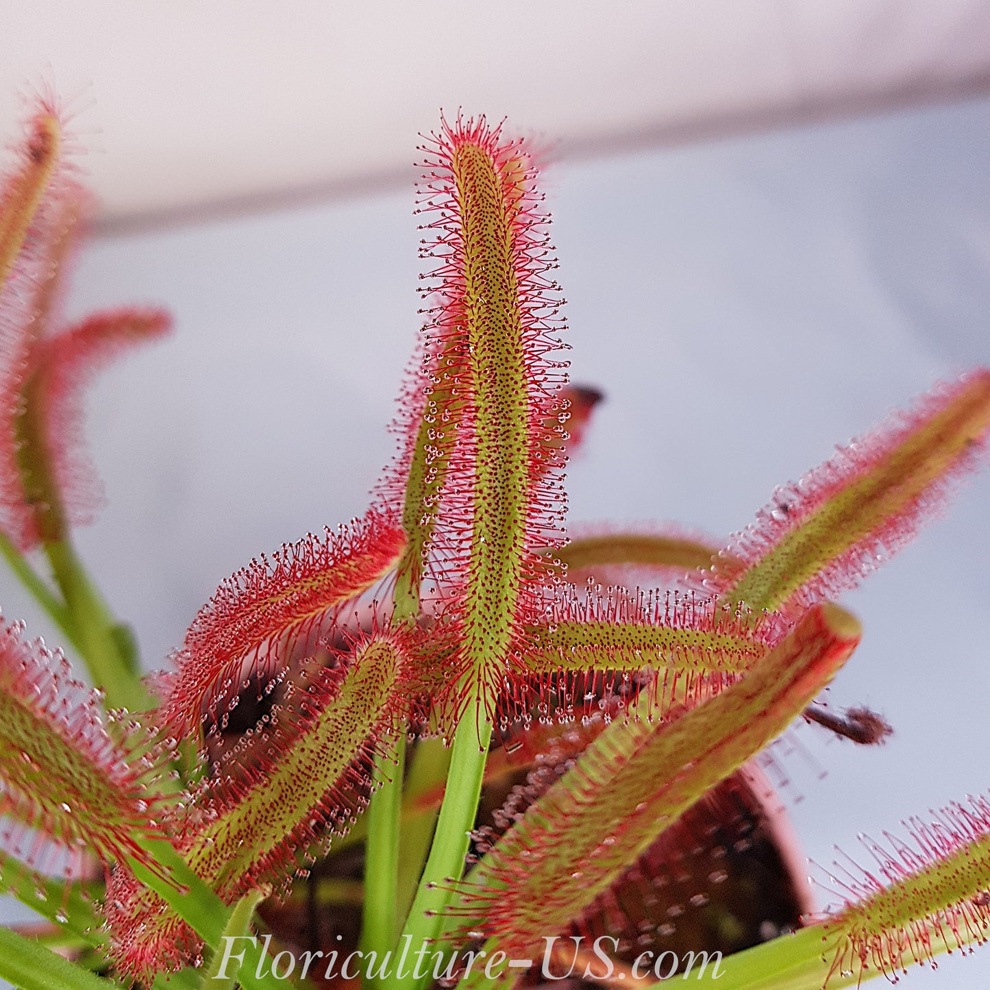 Drosera Capensis, Sundew, Live Plant