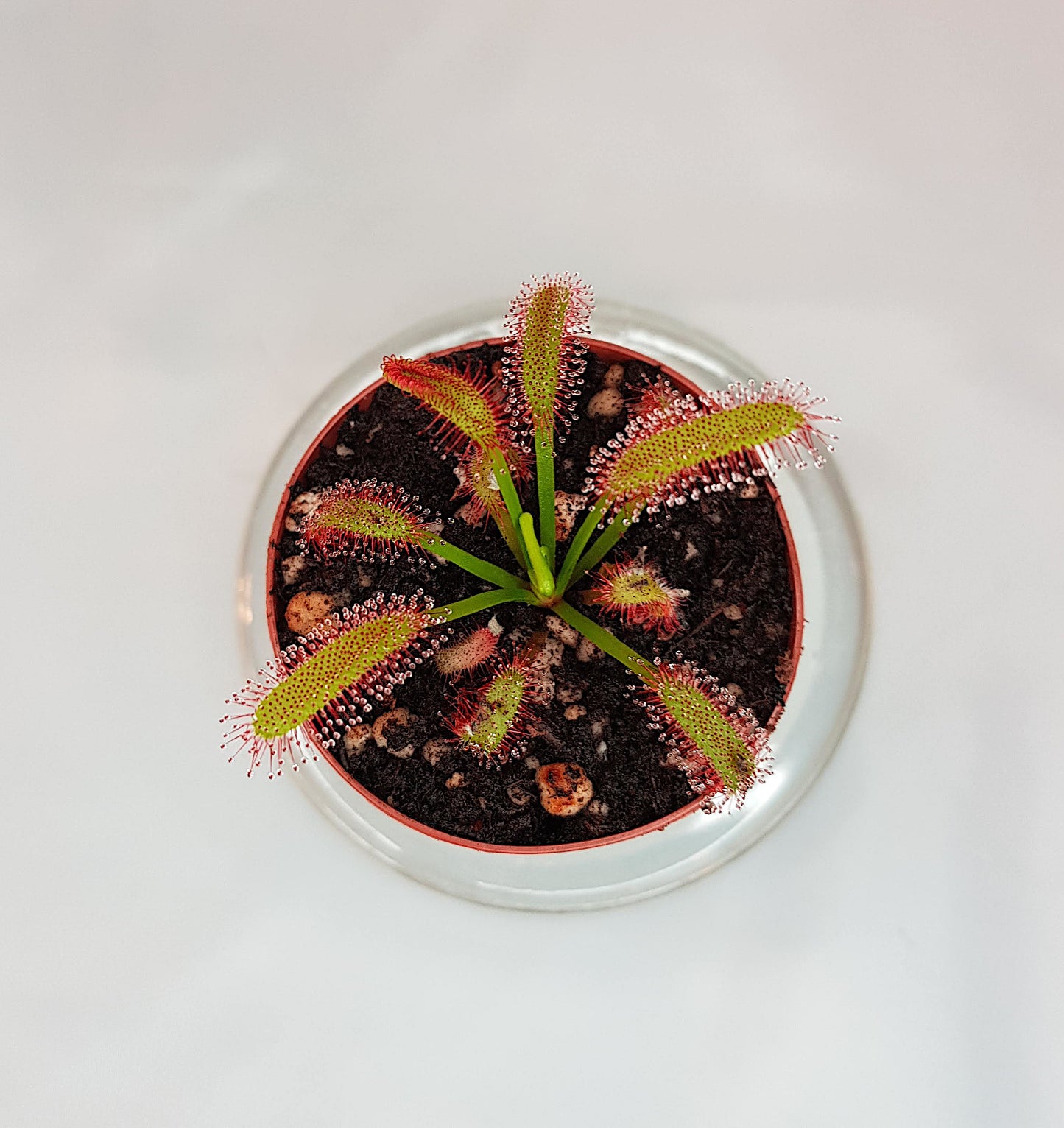 Drosera Capensis "Wide Leaf", Live Plant, Sundew, Carnivorous Plant