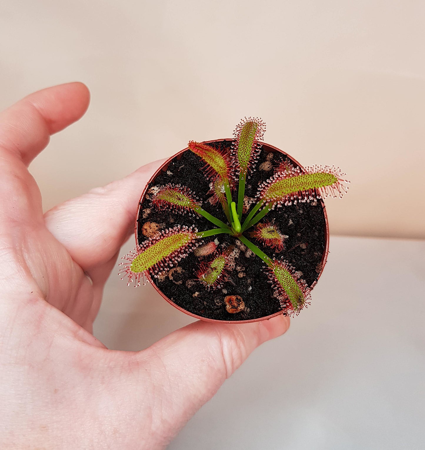 Drosera Capensis "Wide Leaf", Live Plant, Sundew, Carnivorous Plant