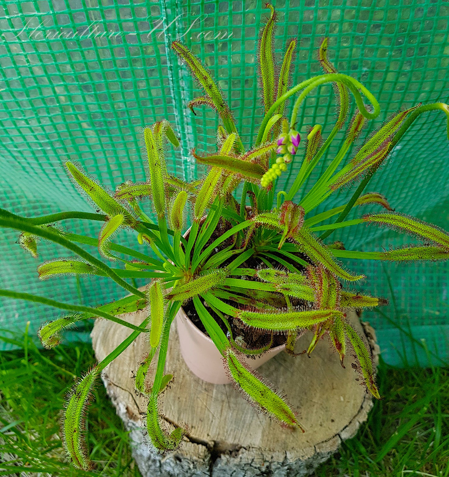 Drosera Capensis "Wide Leaf", Live Plant, Sundew, Carnivorous Plant