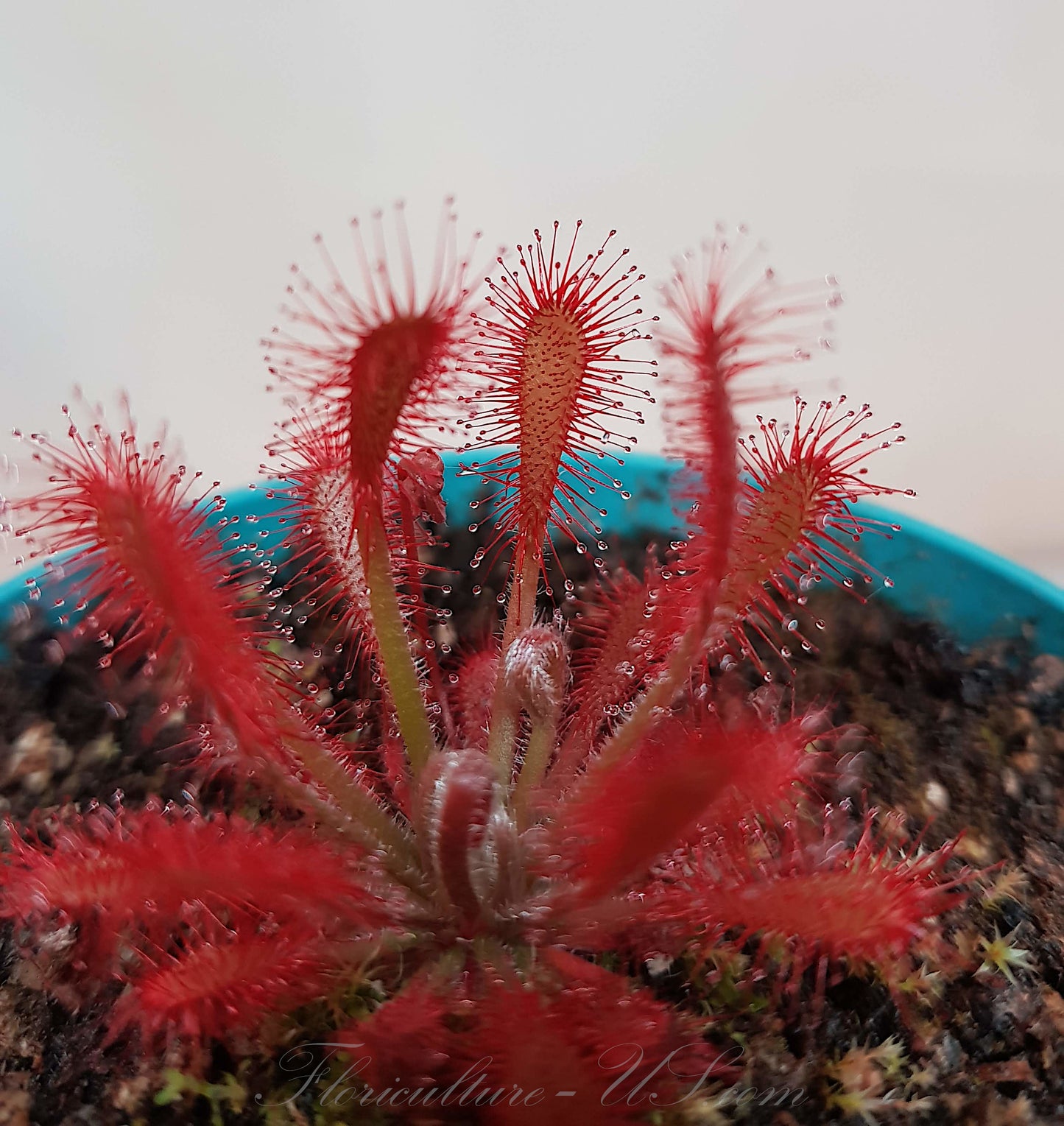 Drosera Oblanceolata, Sundew, 20+ Seeds