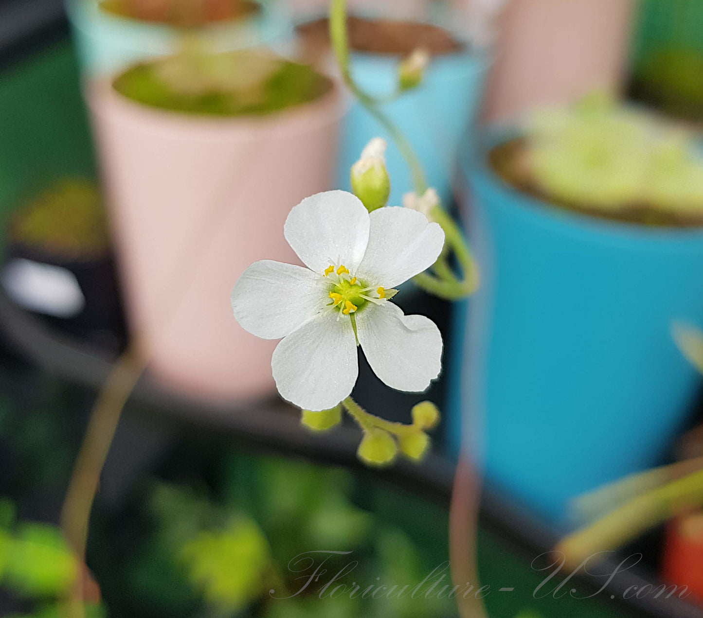 Drosera Oblanceolata, Sundew, 20+ Seeds