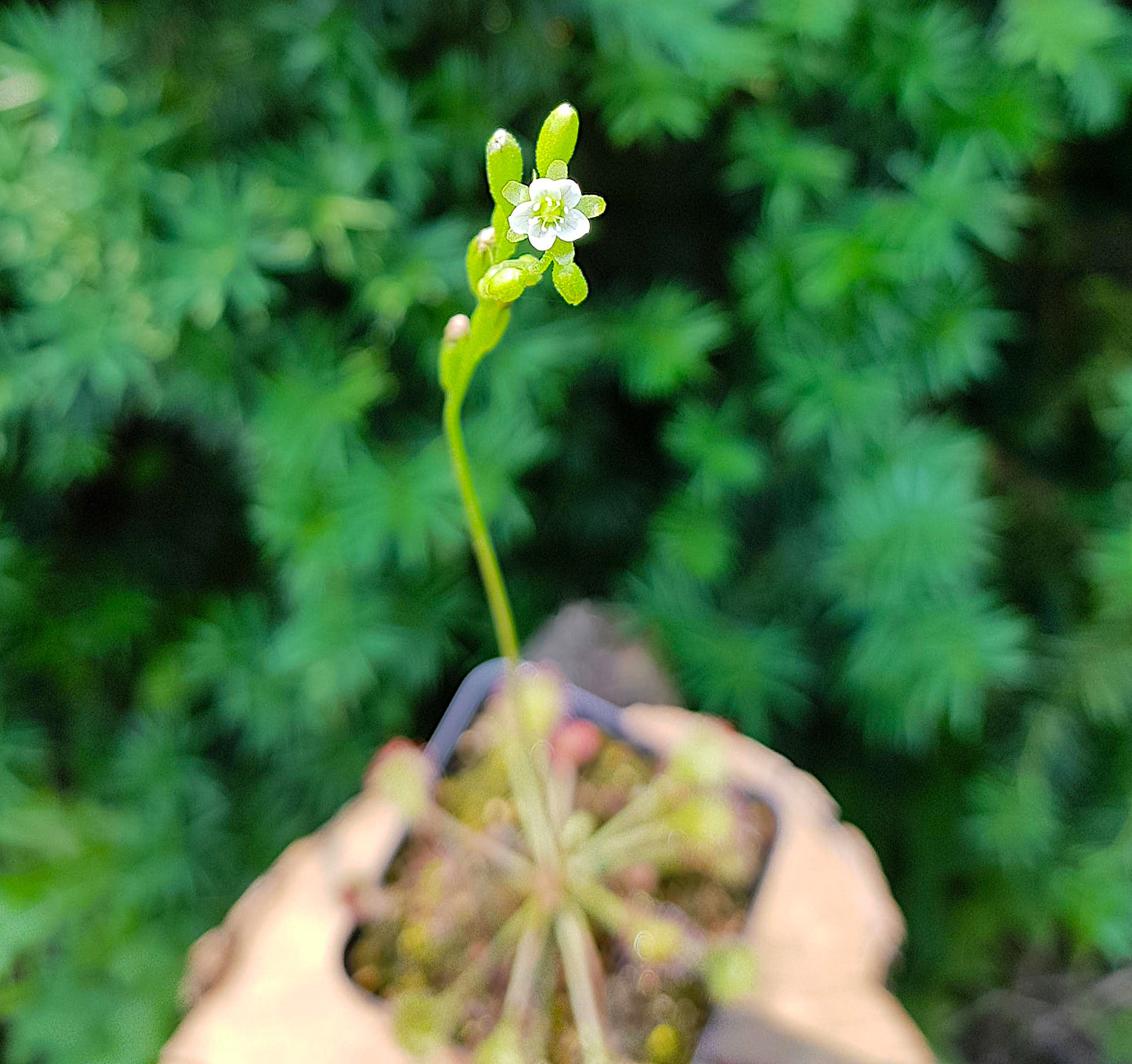 Drosera Rotundifolia, Sundew, Live plant