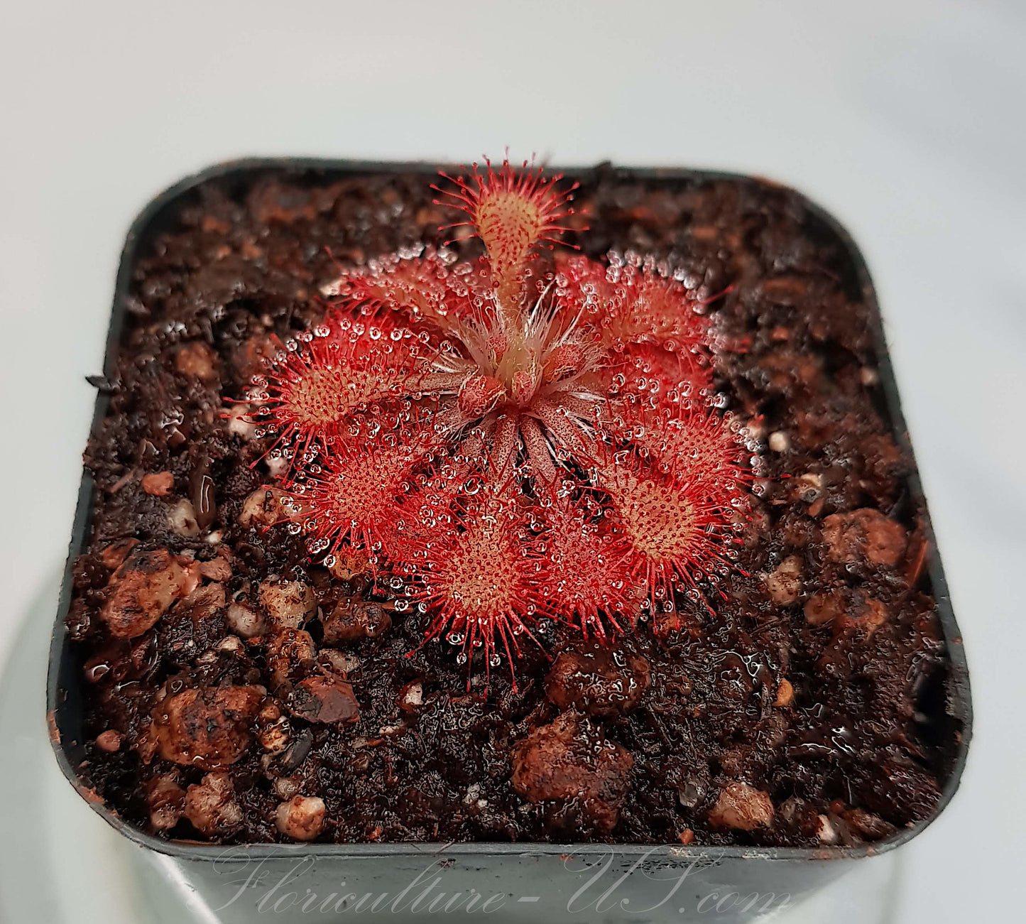 Drosera Spatulata, Sundew, Live Plant