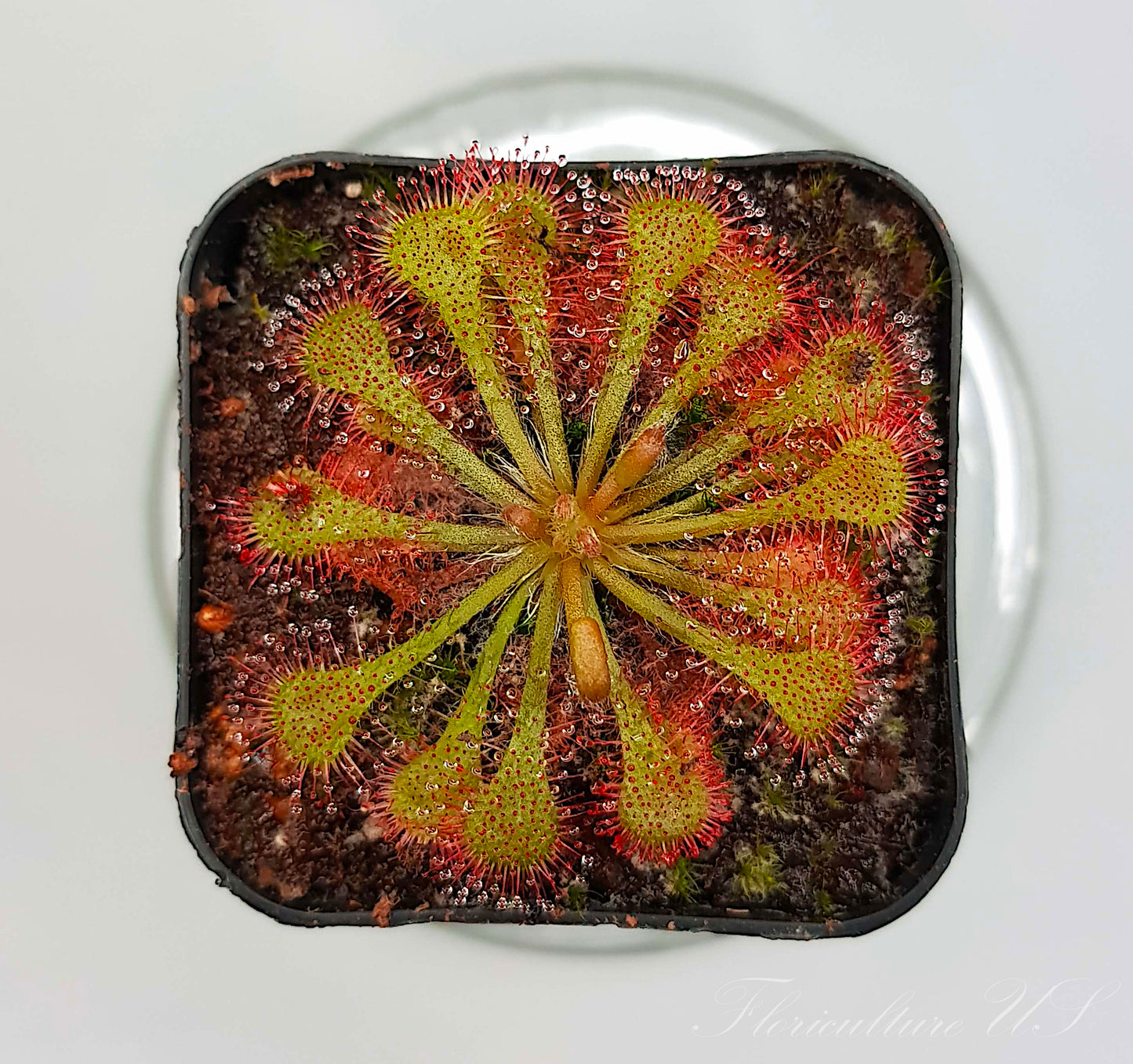 Drosera Spatulata, Sundew, Live Plant