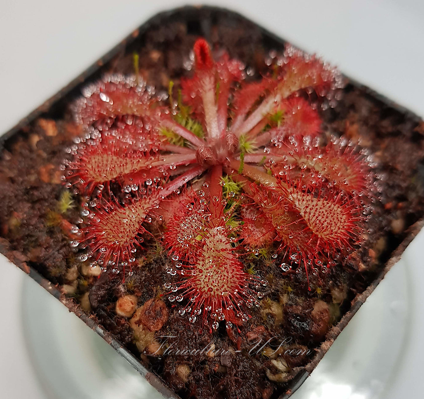 Drosera Spatulata, Sundew, 20+ Seeds