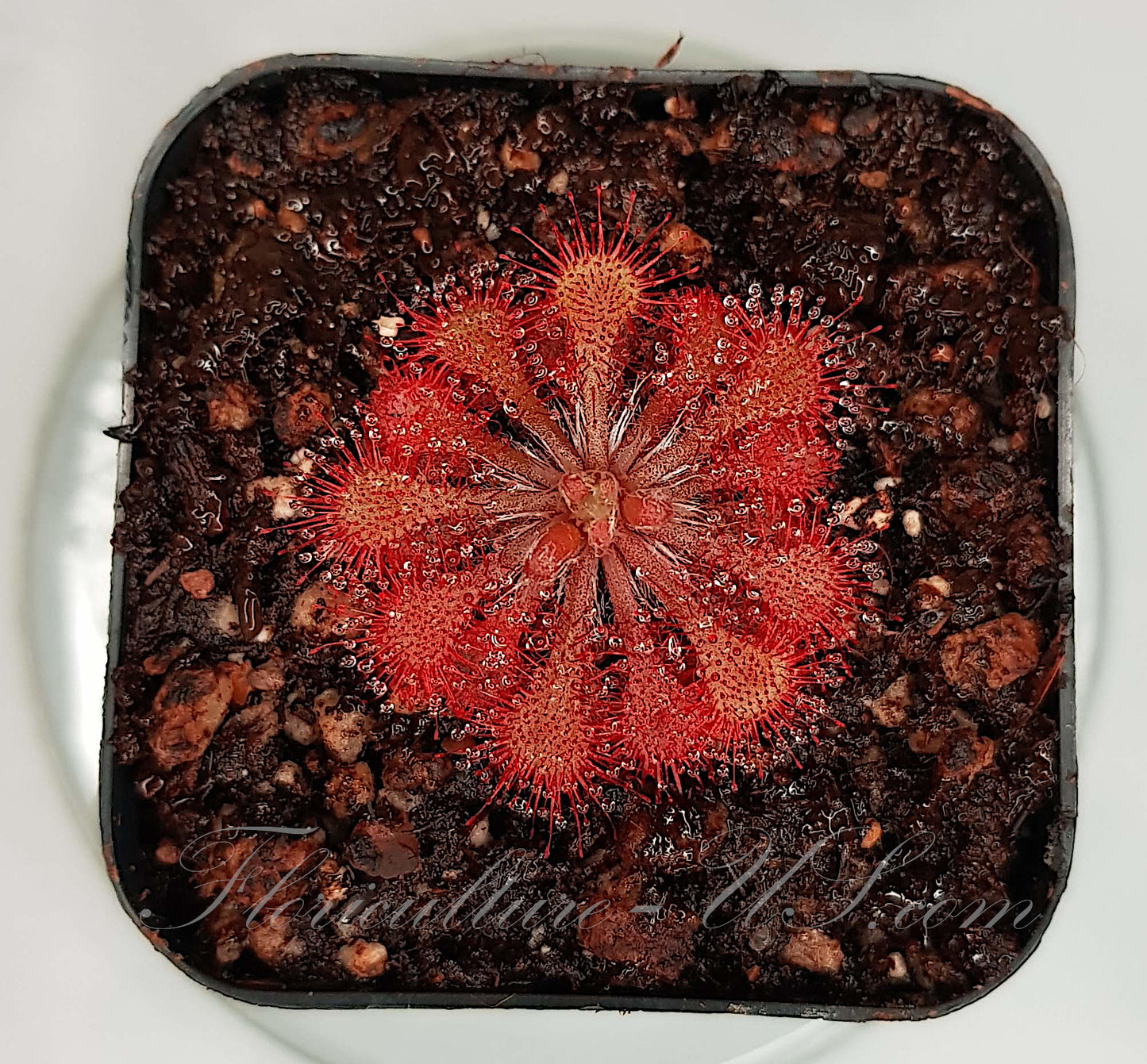 Drosera Spatulata, Sundew, 20+ Seeds