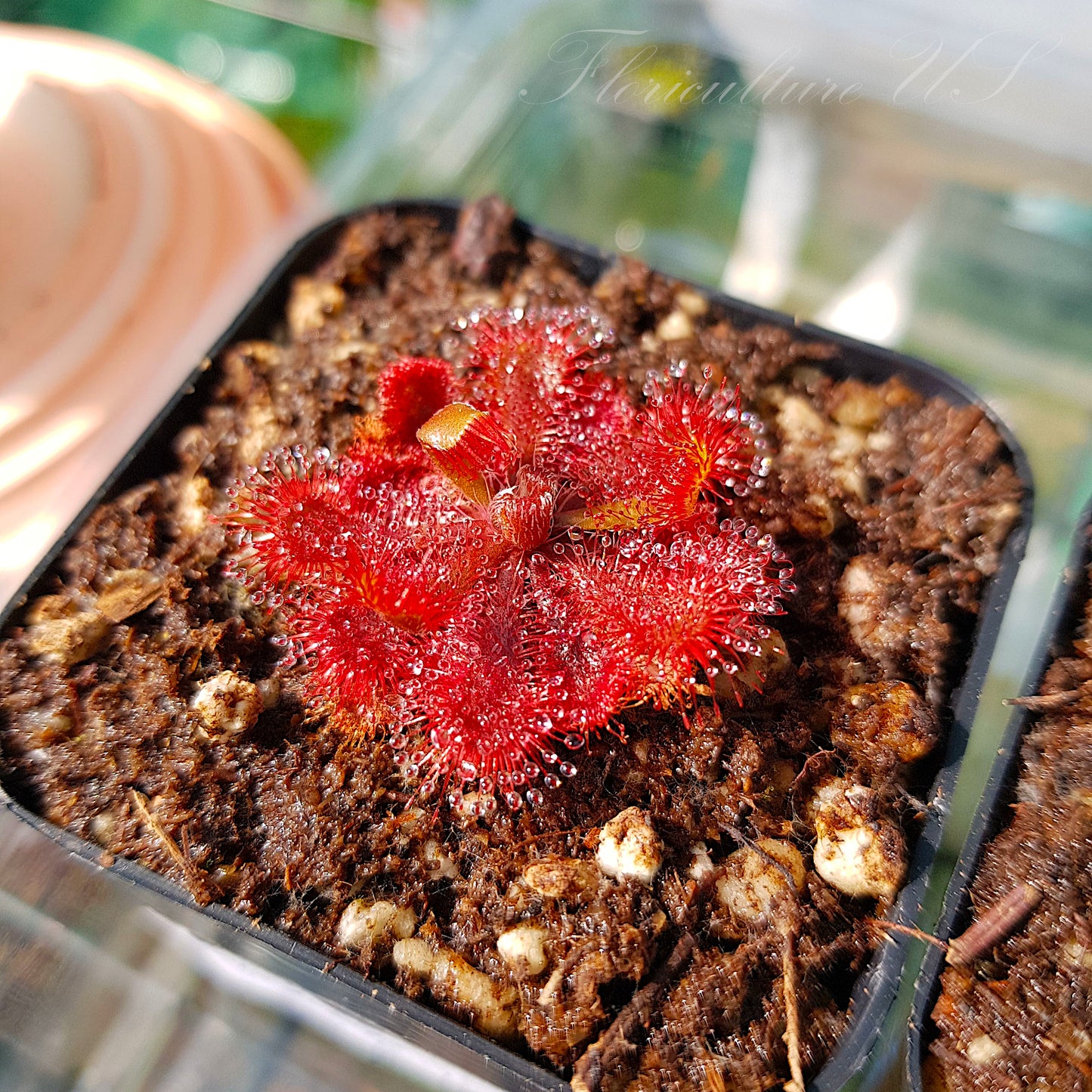 Drosera Spatulata “Ivan’s 3-Way Australian”, Sundew, 20+ Seeds