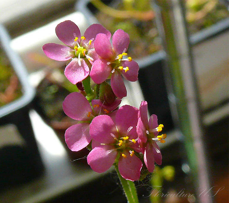 Drosera Spatulata, Sundew, 20+ Seeds