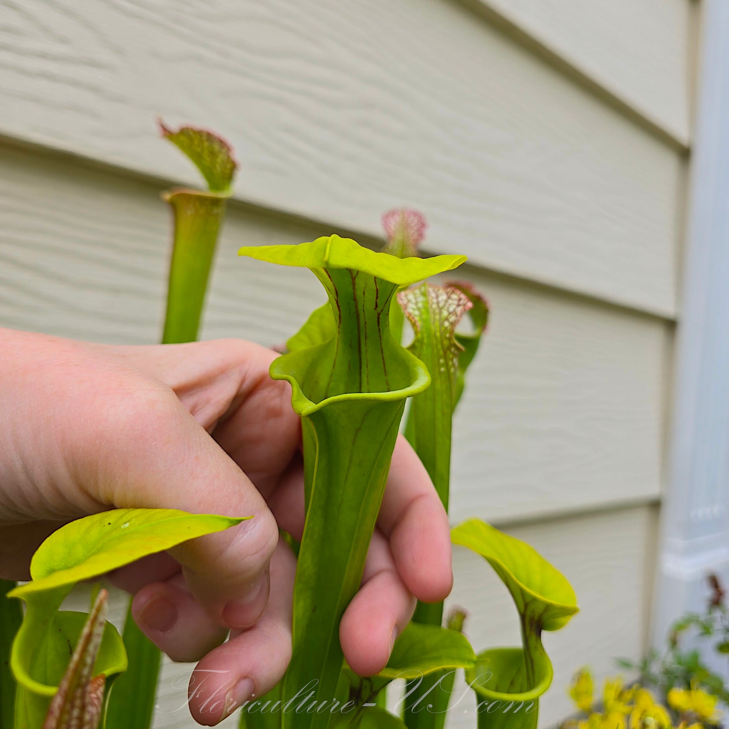 Sarracenia Flava - 15 Seeds