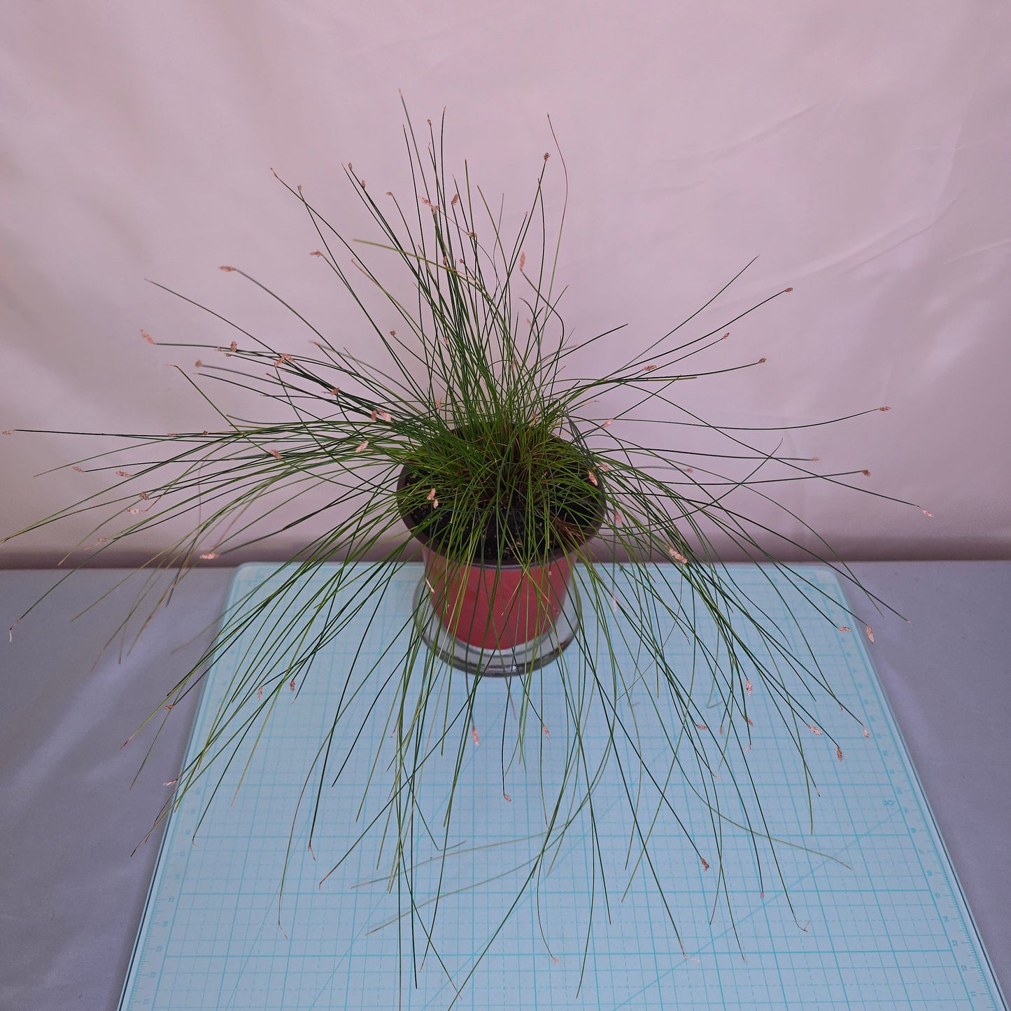 Isolepis Cernua, Herb, Live Plant
