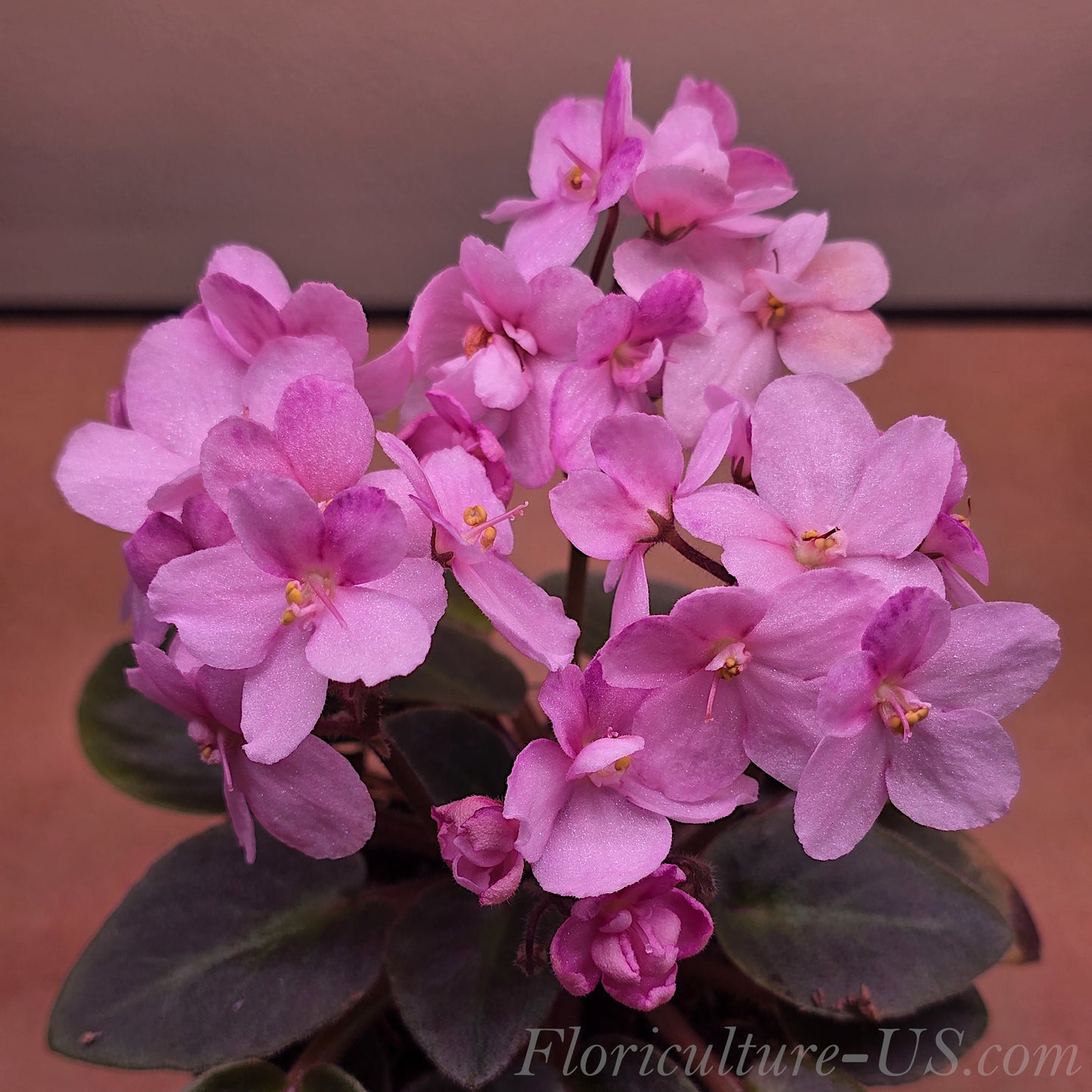 Pink Miniature African Violet Fresh Leaf Cuttings, Saintpaulia