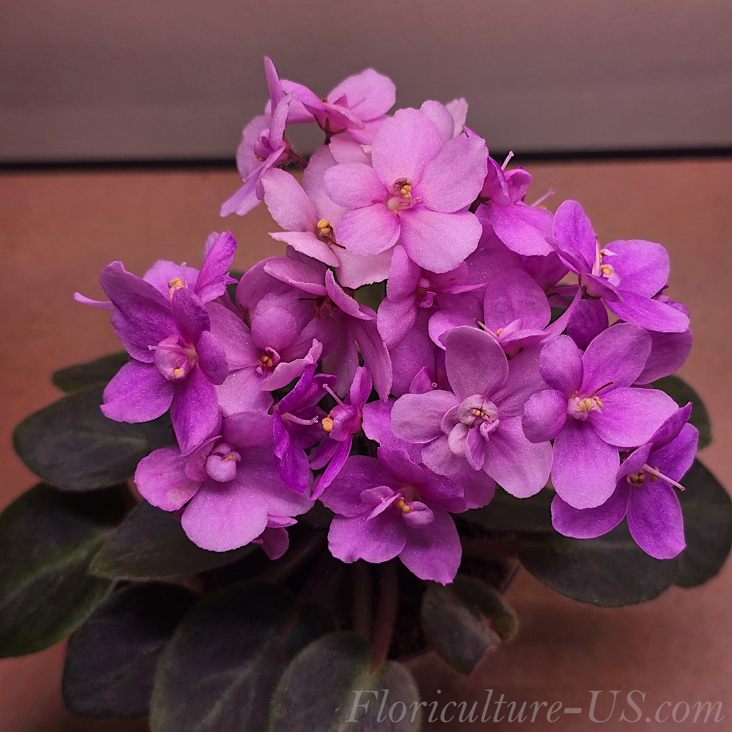 Rose Miniature African Violet Fresh Leaf Cuttings, Saintpaulia