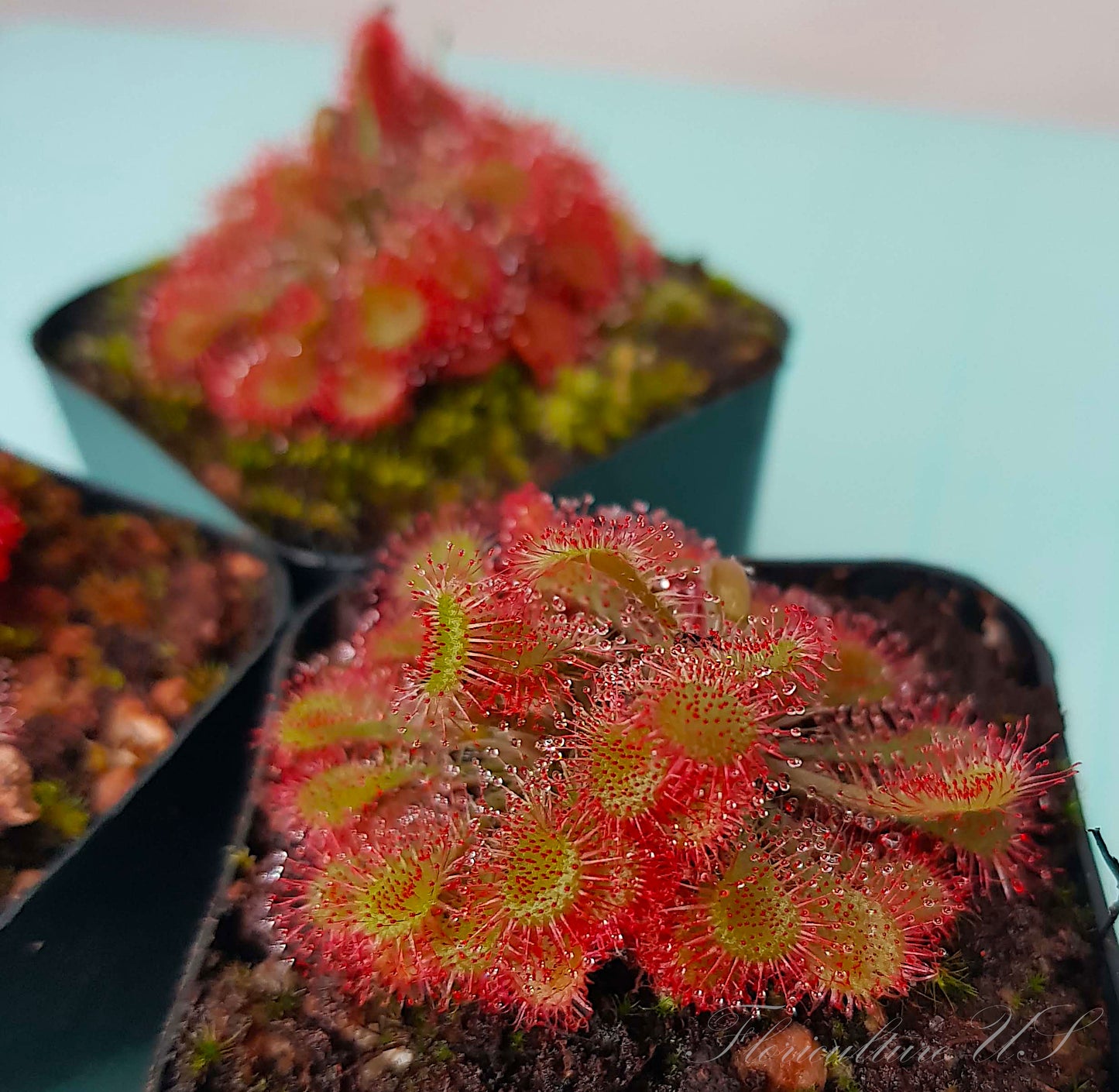 Drosera Spatulata - polyrosette, Sundew, Live Plant