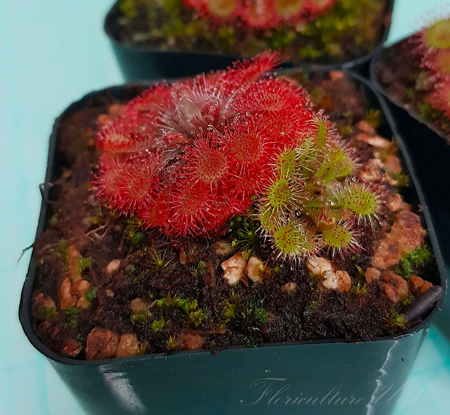 Drosera Spatulata - polyrosette, Sundew, Live Plant