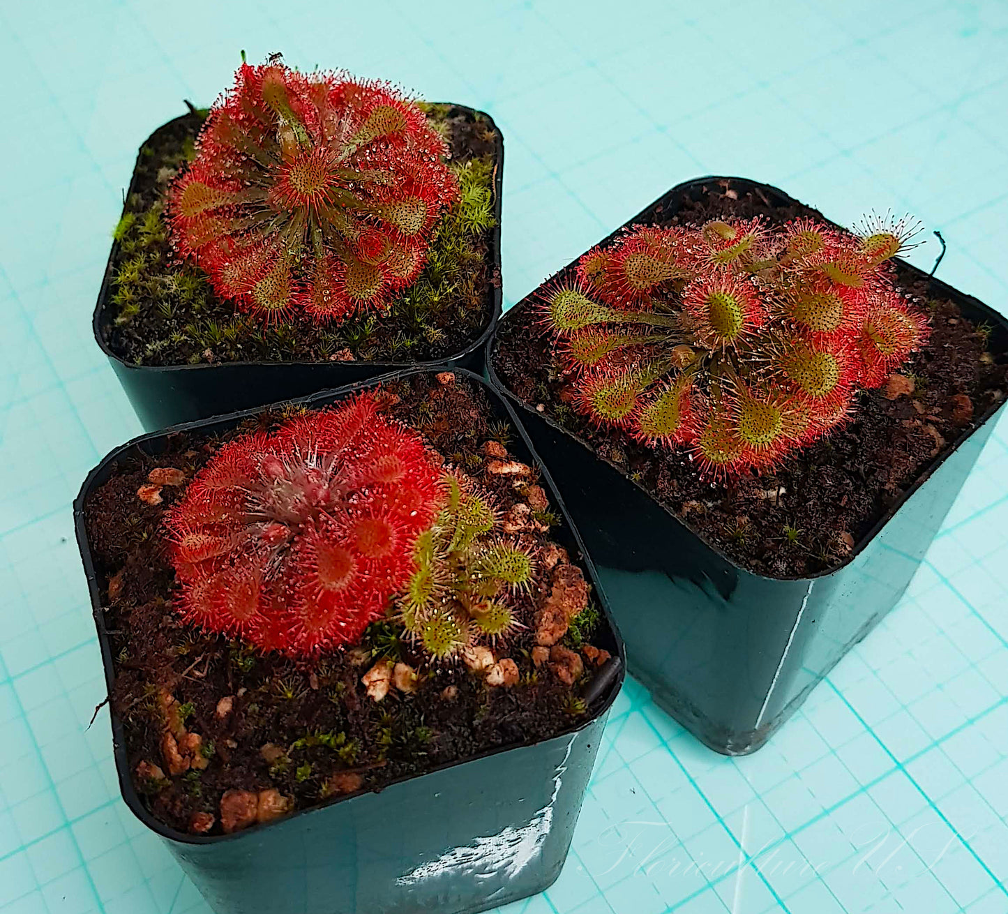Drosera Spatulata - polyrosette, Sundew, Live Plant
