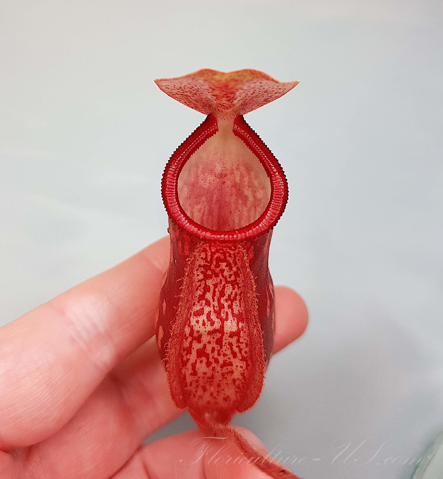 Nepenthes 'St. Gaya' 3.5" pot, Pitcher Plant, Live Plant, Carnivorous Plant