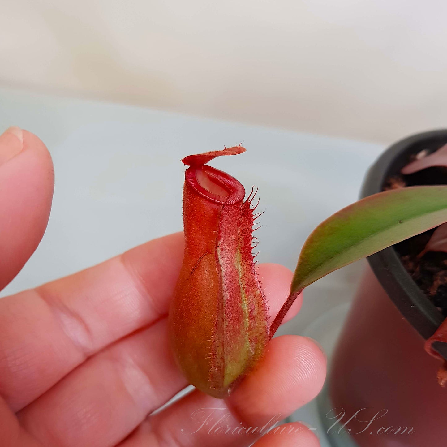 Nepenthes x 'Bloody Mary', Pitcher Plant, Live Plant, Carnivorous Plant