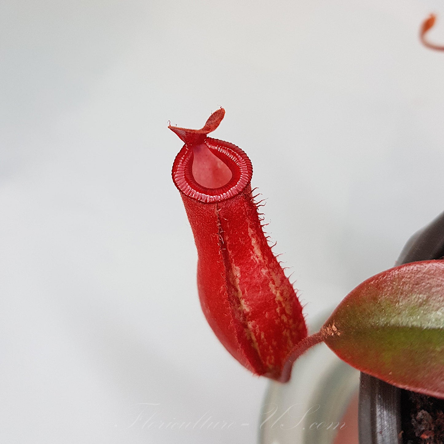Nepenthes x 'Bloody Mary', Pitcher Plant, Live Plant, Carnivorous Plant