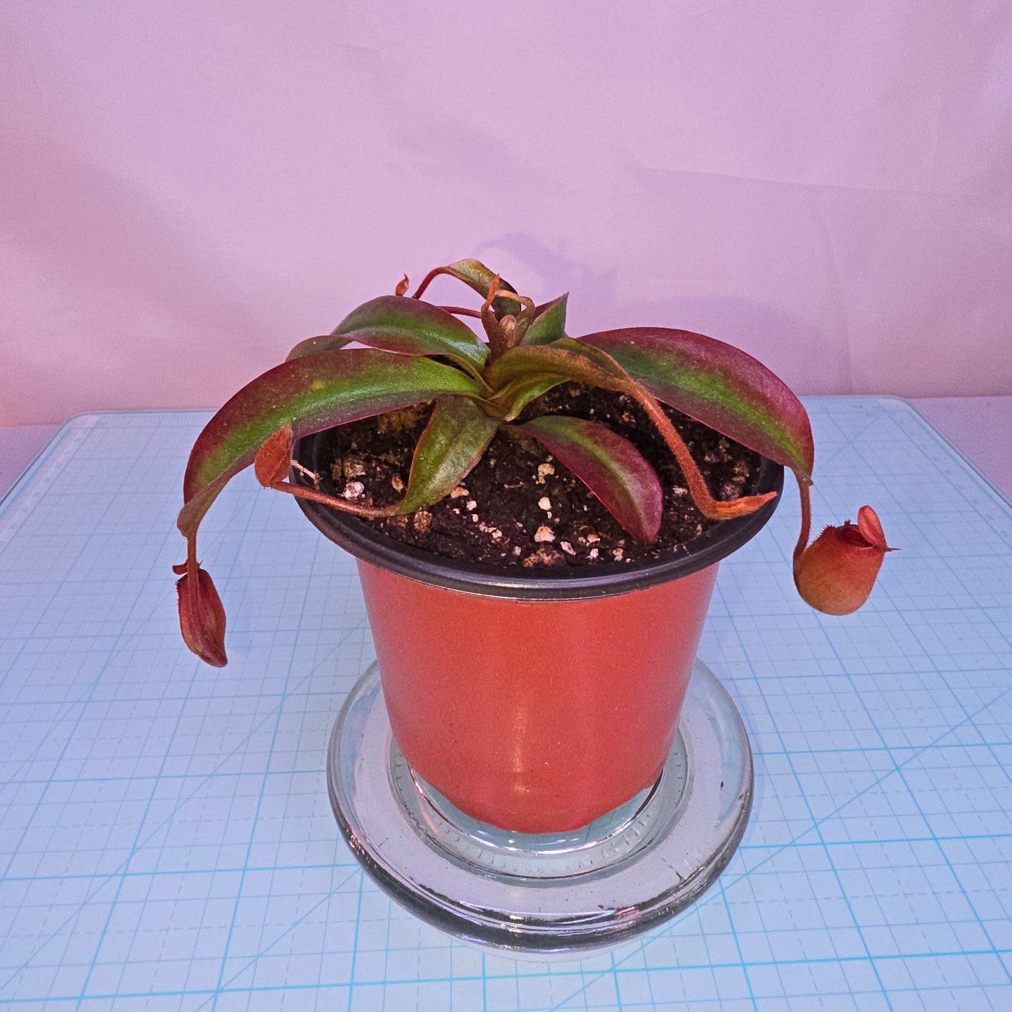 Nepenthes x 'Bloody Mary', Pitcher Plant, Live Plant, Carnivorous Plant