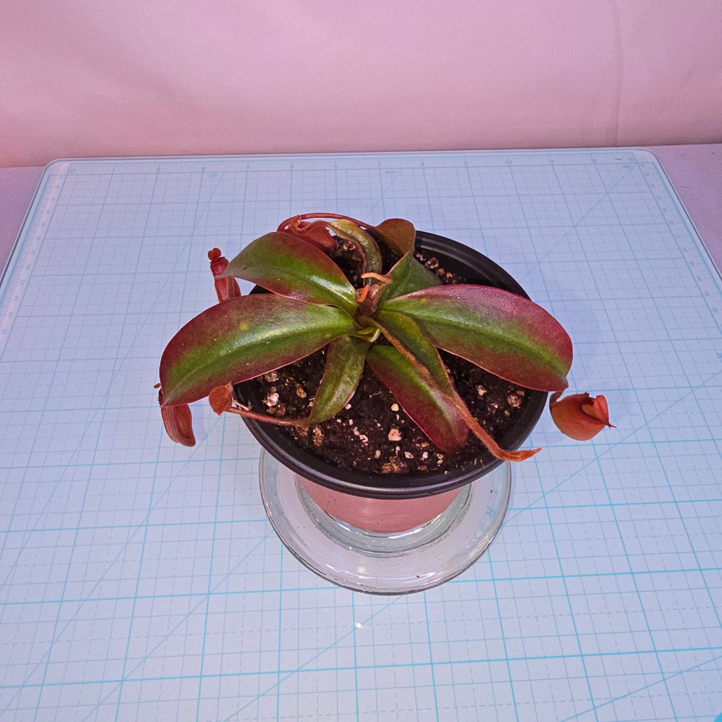 Nepenthes x 'Bloody Mary', Pitcher Plant, Live Plant, Carnivorous Plant