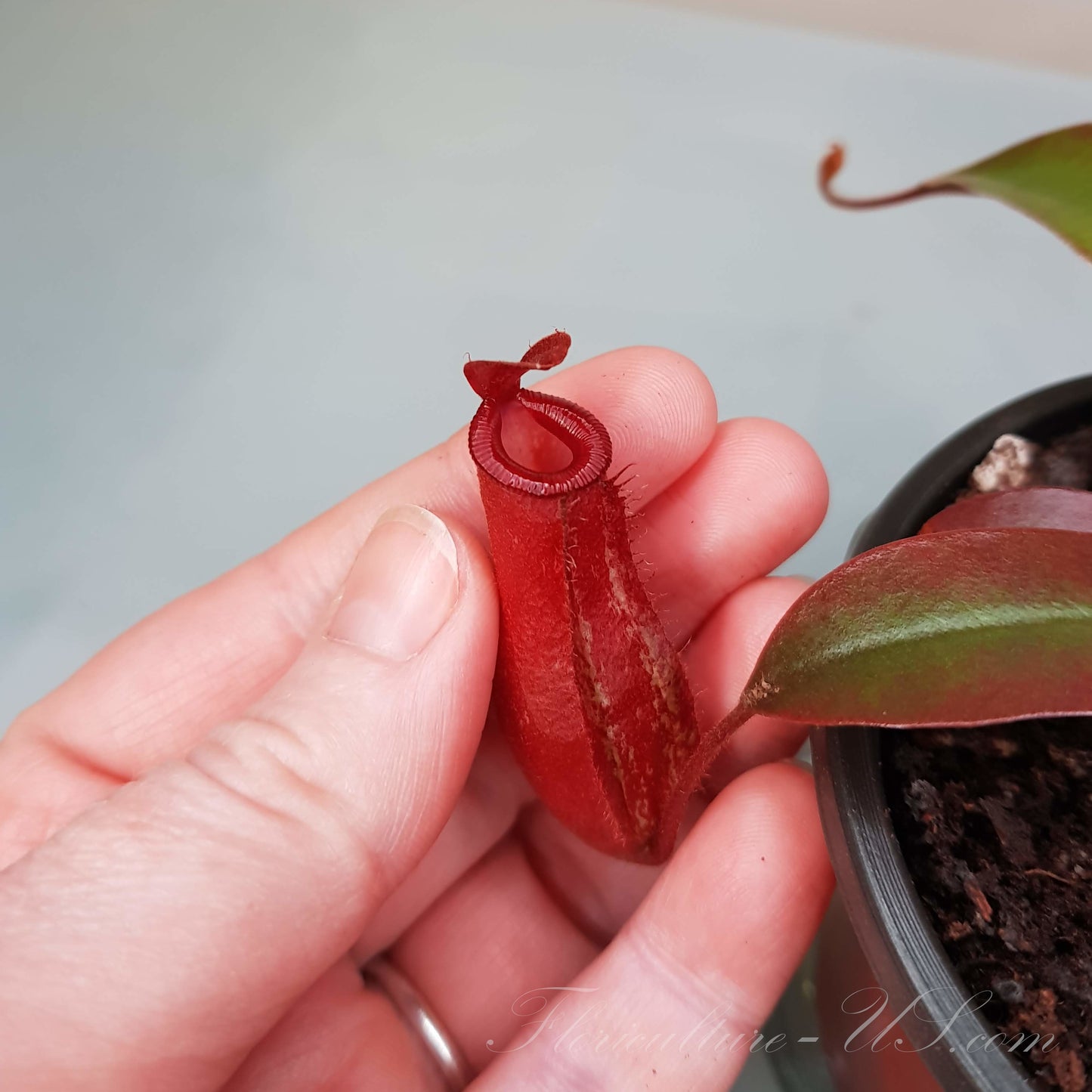 Nepenthes x 'Bloody Mary', Pitcher Plant, Live Plant, Carnivorous Plant