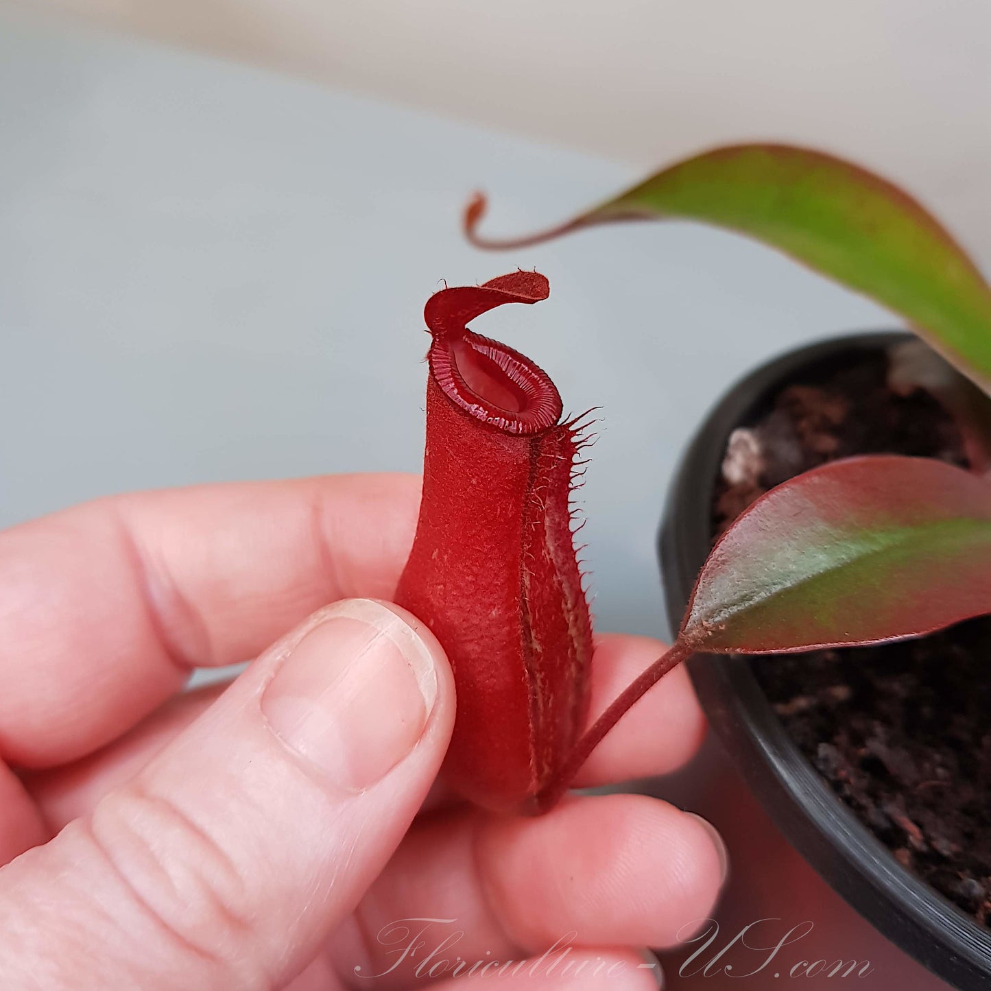 Nepenthes x 'Bloody Mary', Pitcher Plant, Live Plant, Carnivorous Plant