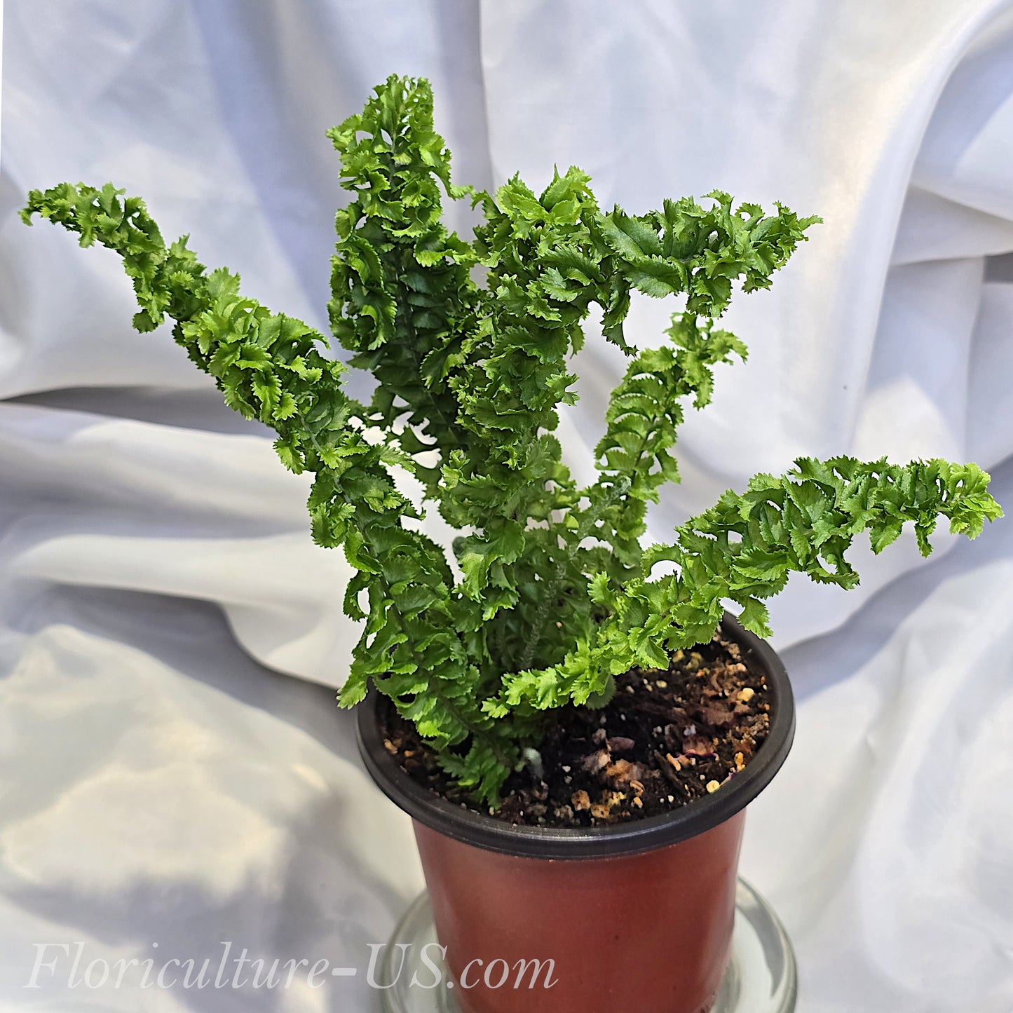 Nephrolepis Exaltata 'Twirly Whirly'