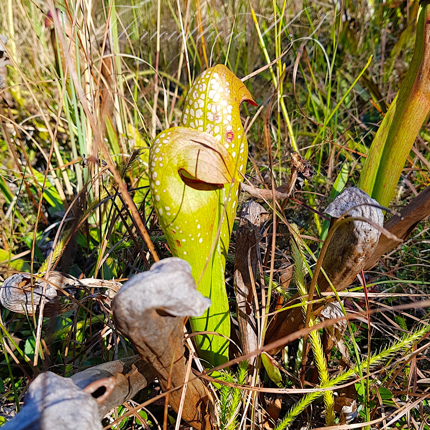 Sarracenia Minor - 15 Seeds