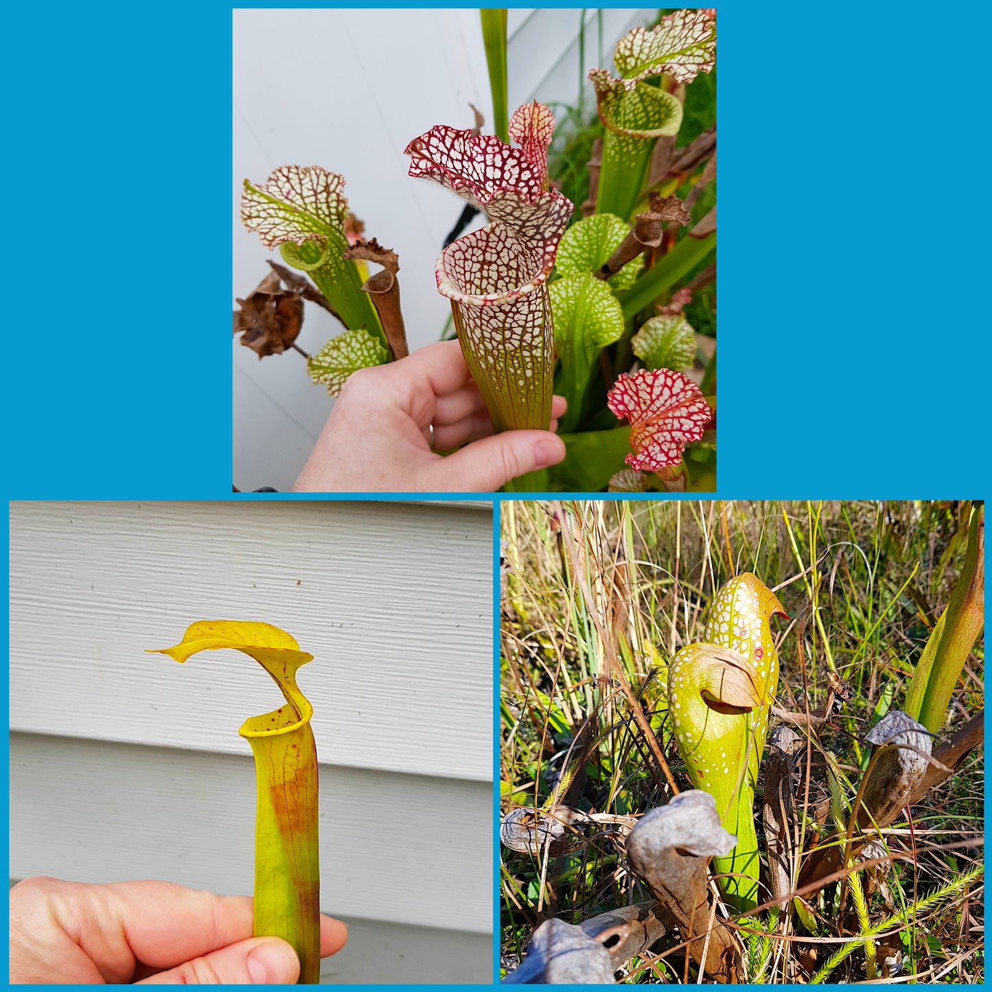 Sarracenia Mix, Carnivorous Plant, Pitcher Plant, 15 Seeds