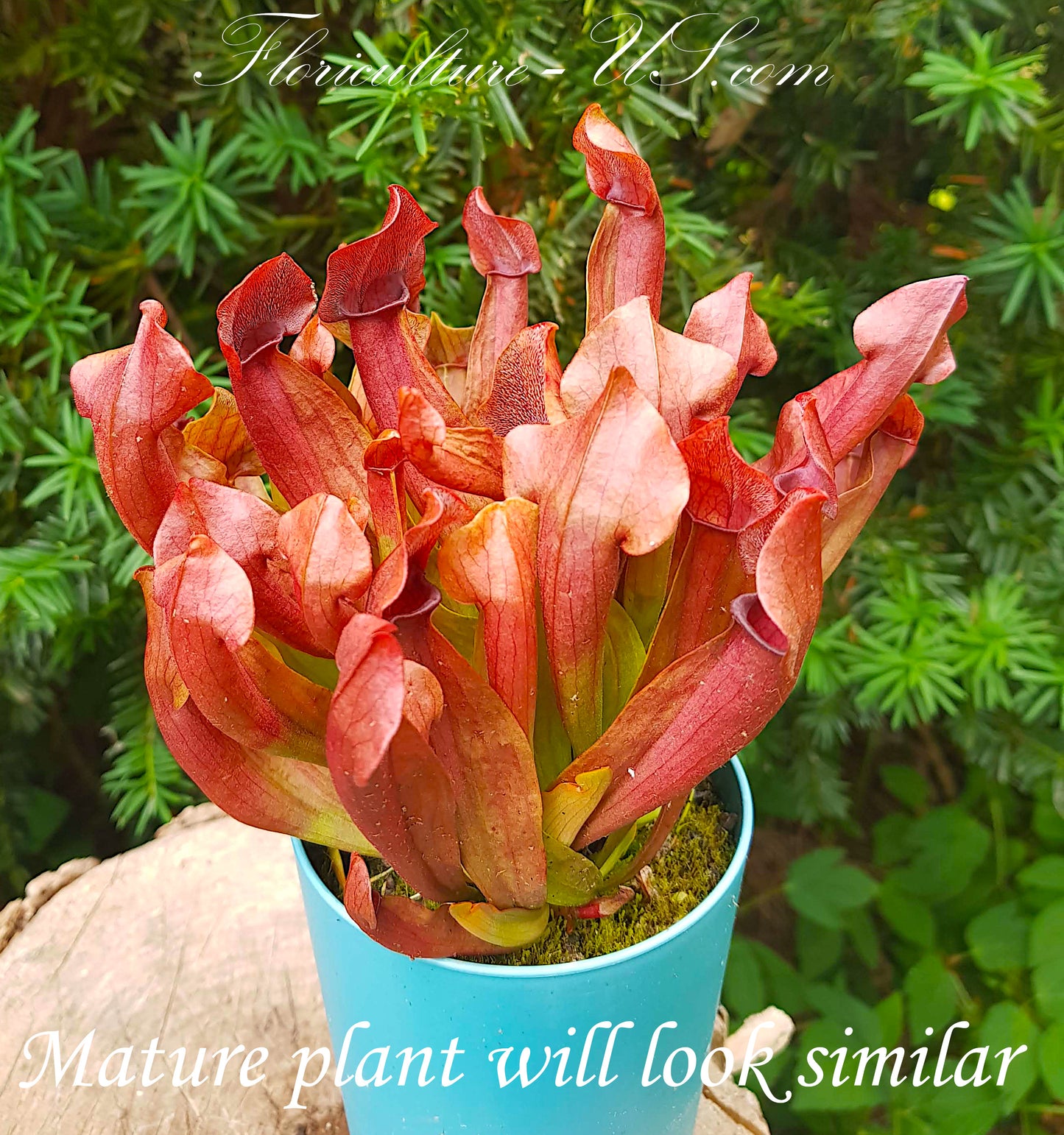Sarracenia x Chelsonii, 2", Live Plant, Pitcher plant