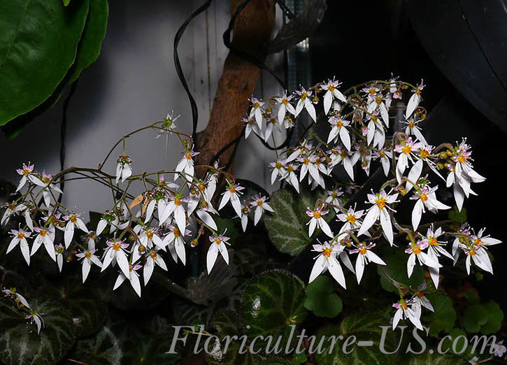 Saxifraga Stolonifera, Strawberry Begonia
