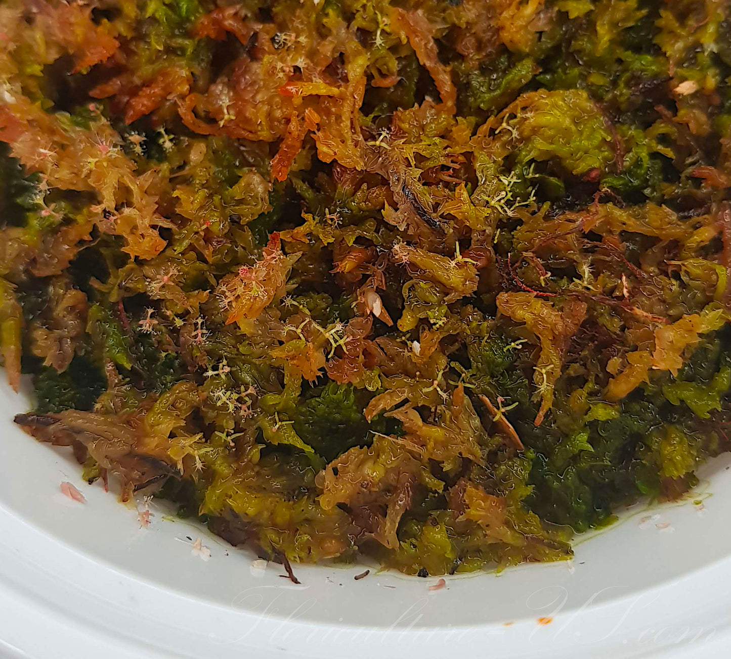 Mix of Sundew Seeds - 35 Seeds, Carnivorous Plants Sundew Seeds Mix