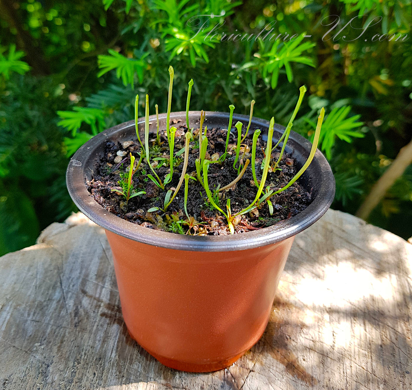 Sarracenia Flava - 15 Seeds